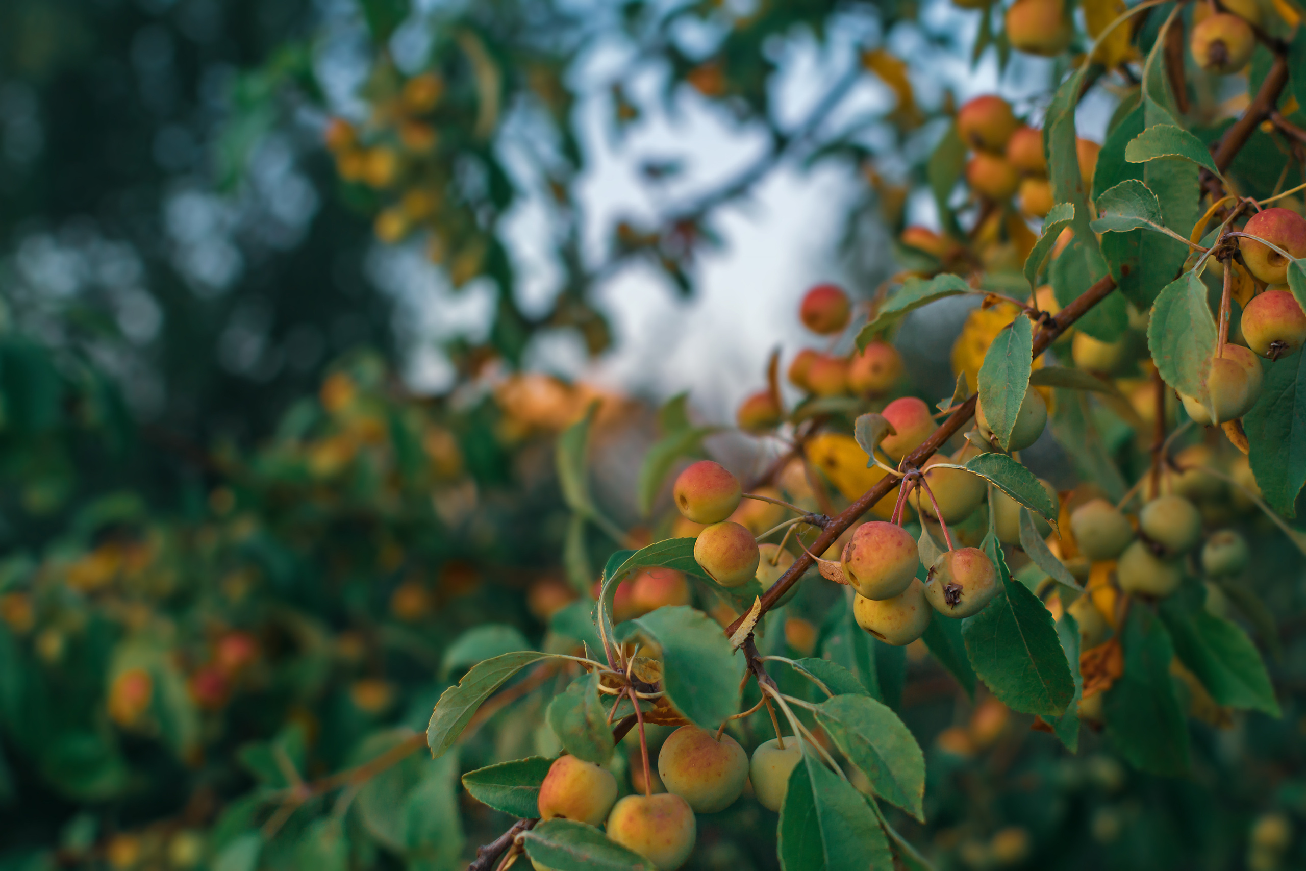 Фотосъёмка мероприятия в Зеленограде. Предметный и контентный фотограф в Москве и Зеленограде Анастасиевская