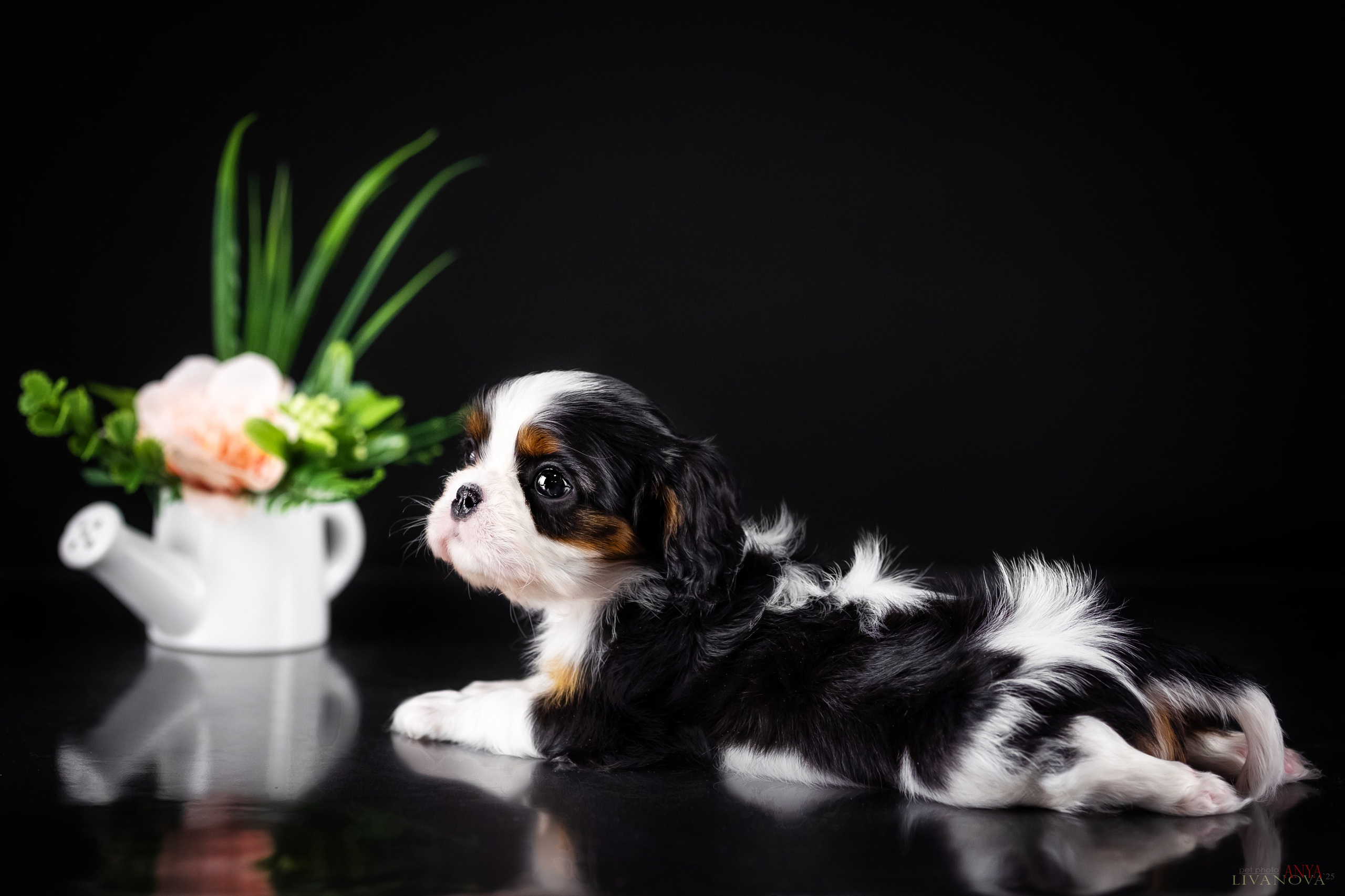 Кавалерчики. Фотограф анималист Аня Ливанова | Рыбинск