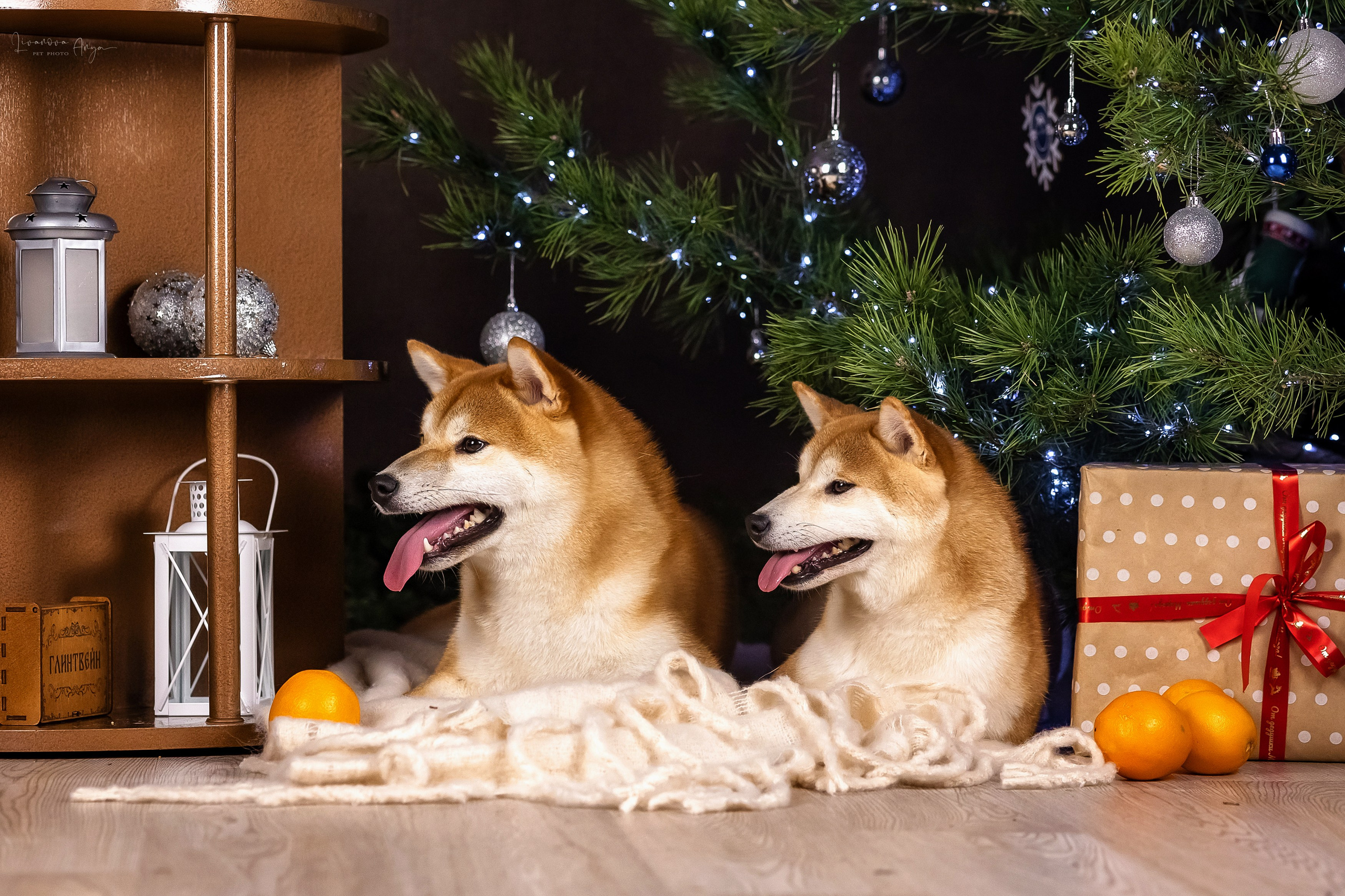 Фотодень_3 2025. Фотограф анималист Аня Ливанова | Рыбинск