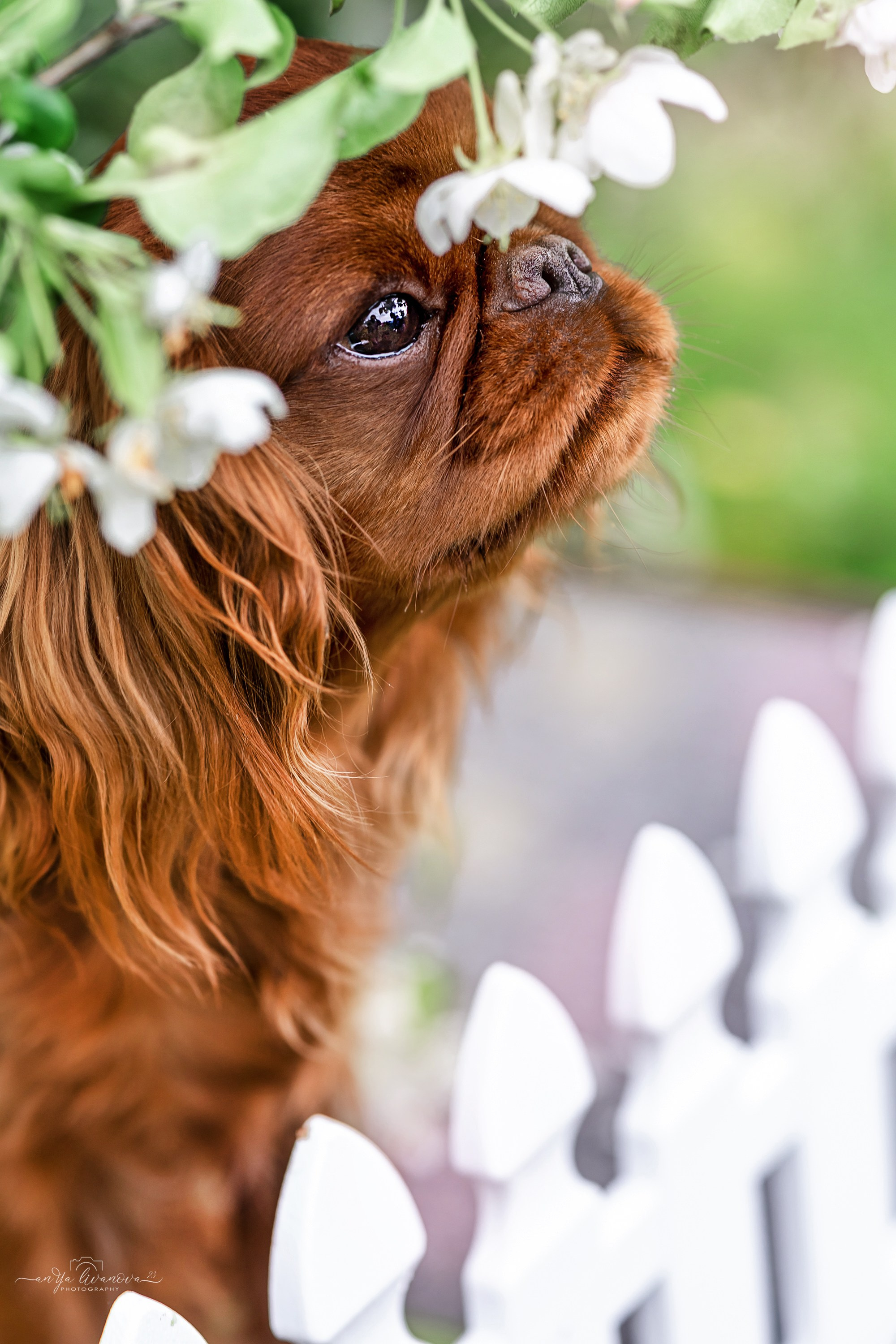 Яблони. Фотограф анималист Аня Ливанова | Рыбинск