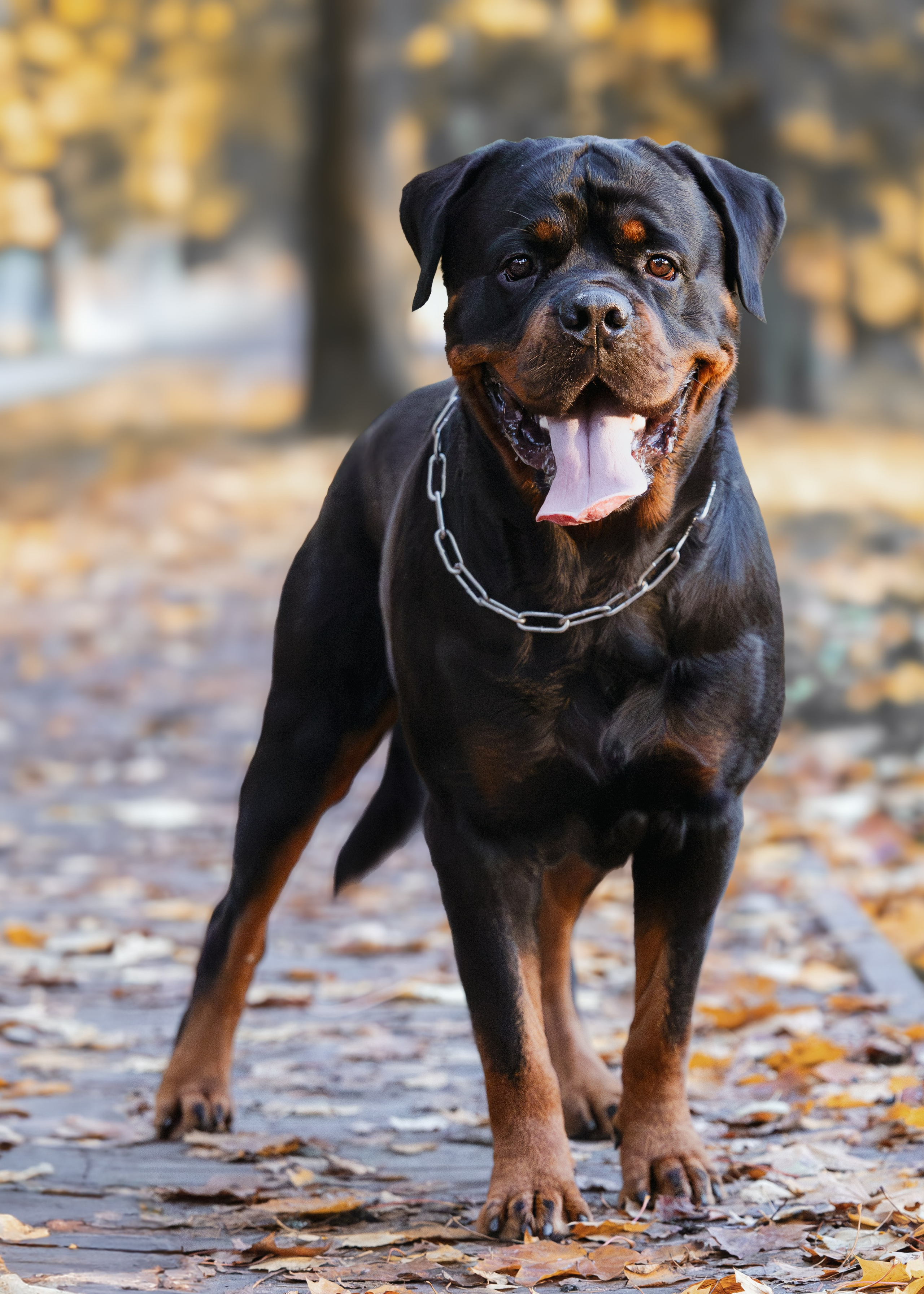 Портретная и семейная съемка. Фотограф анималист