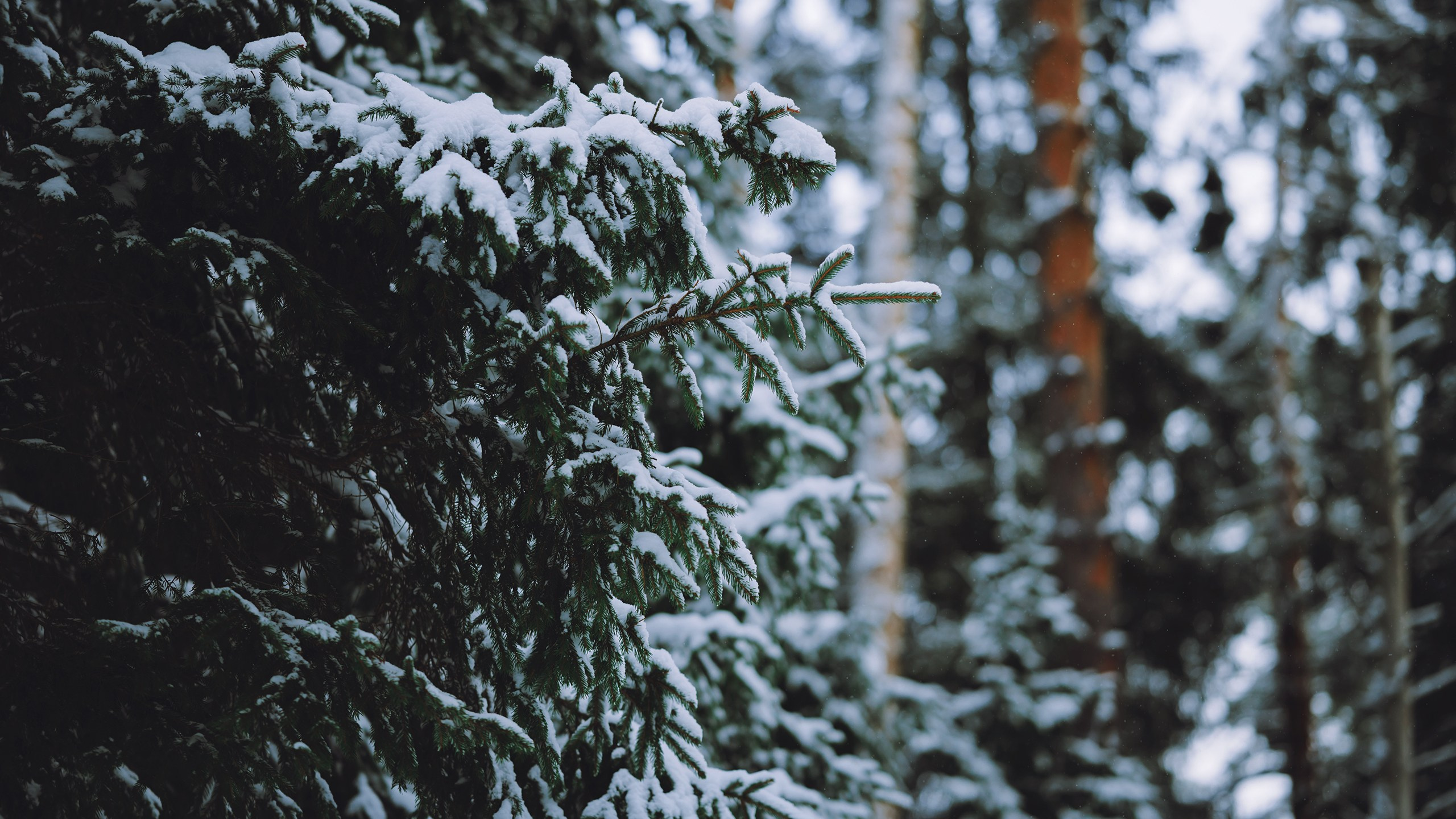 Январь. Komonev