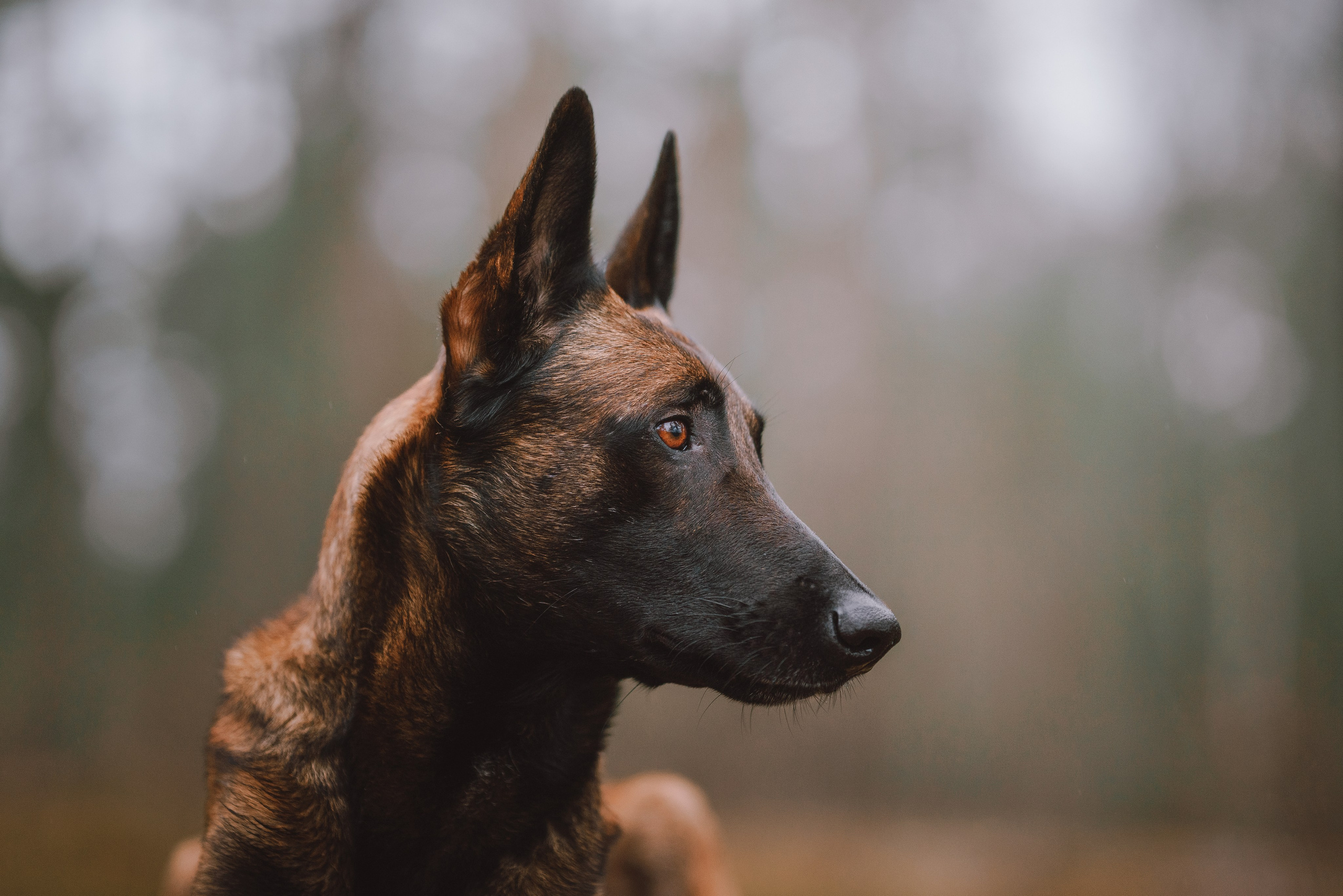 Раш. Фотограф анималист Осипчикова Мария