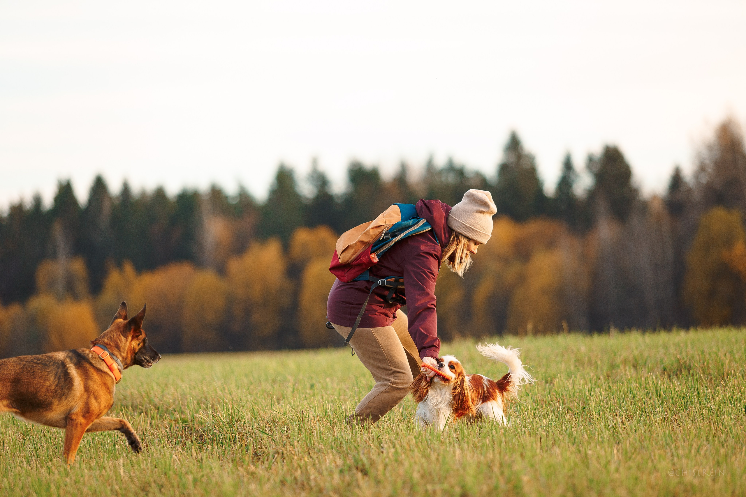 Октябрьский закат в полях. Алина и Лео. Фотограф-анималист Наталия Чистюхина в г. Сосновый Бор и ЛО