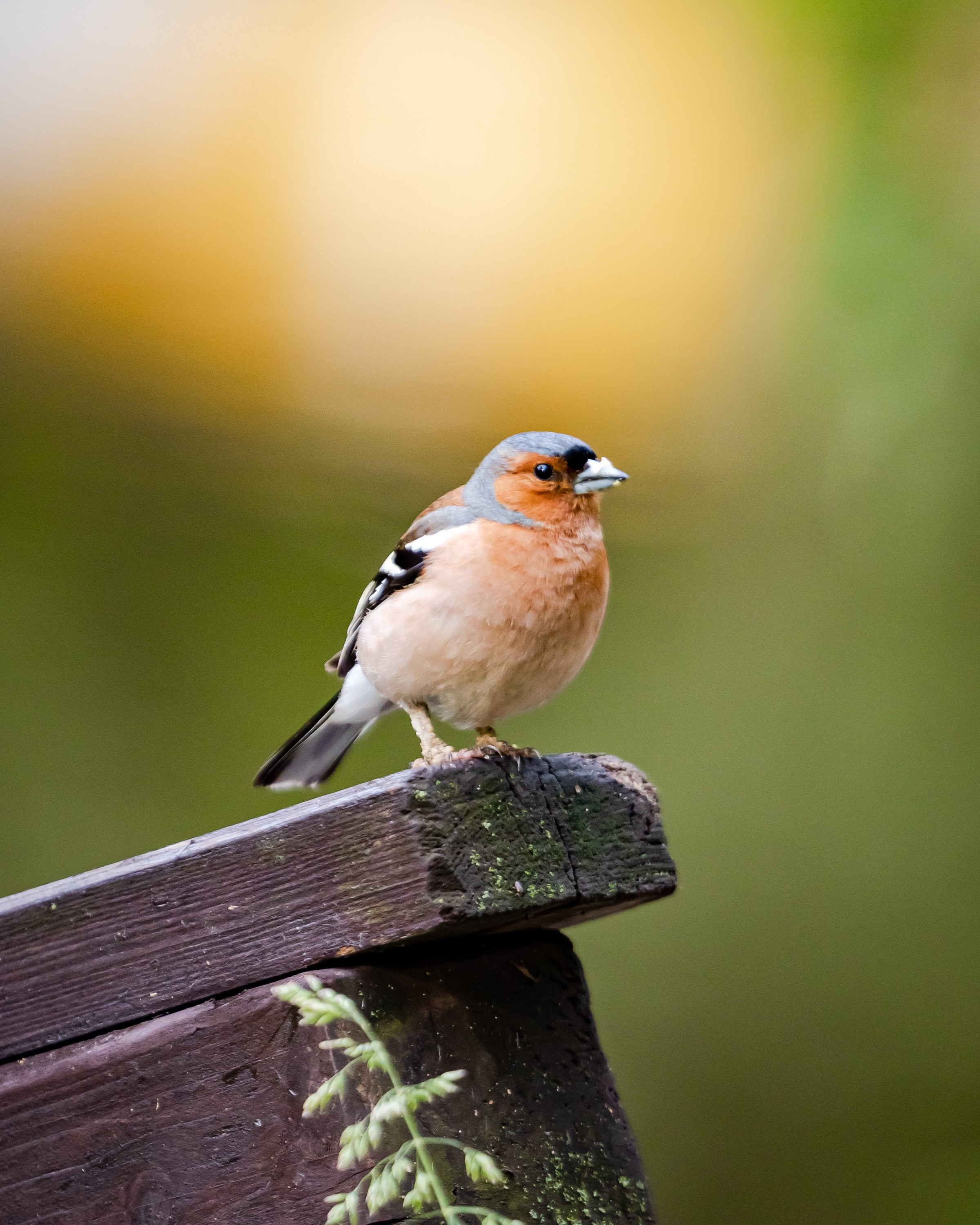 Птицы. Фотограф Владимир Охрименко
