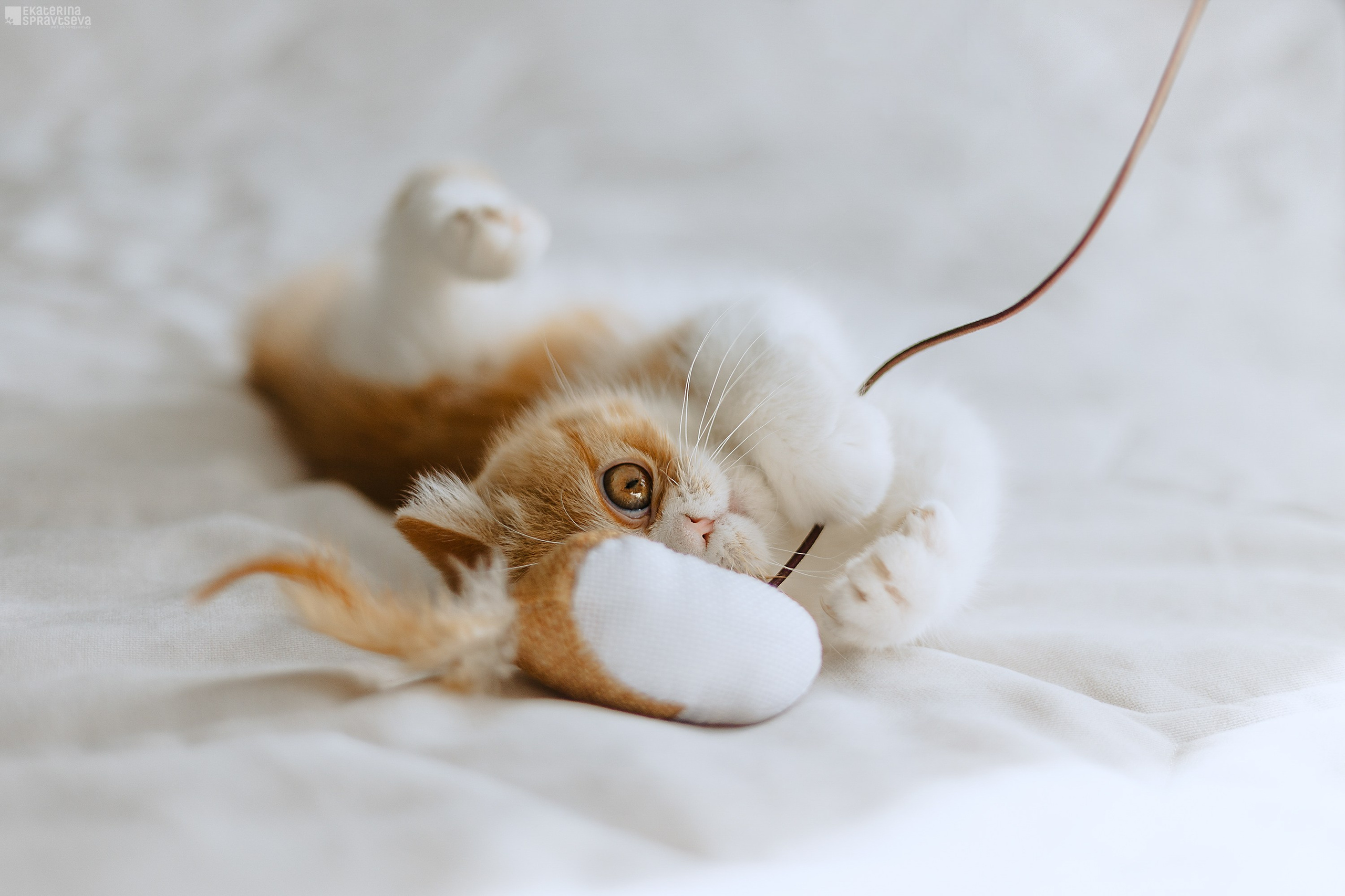 Малыш Уникум, Лиза и Миша. Фотограф Анималист Екатерина Справцева в Нижнем Новгороде