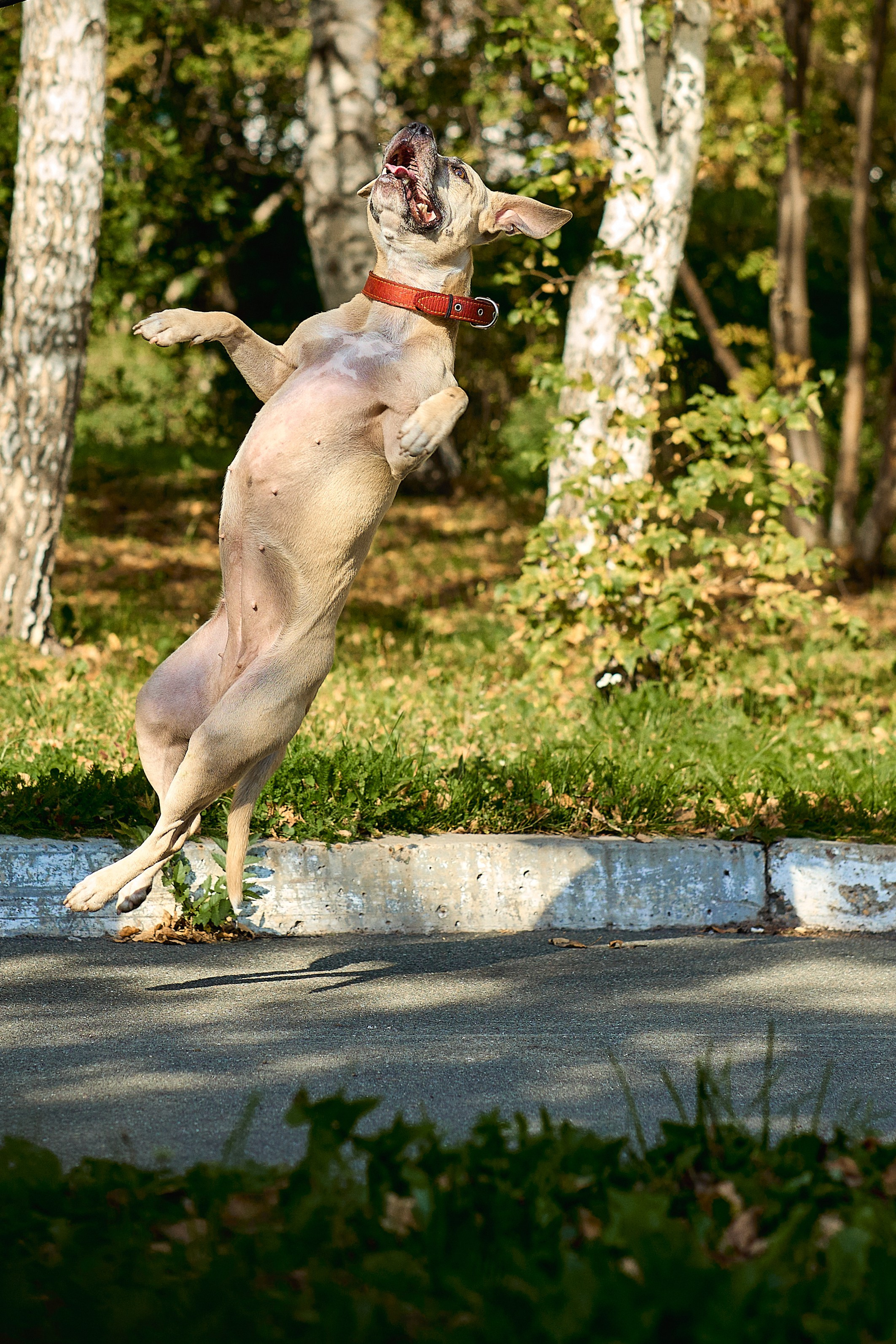 Умнейшая собака Зелла. Любовь Гальцова — свадебный, семейный, детский фотограф в городе Кемерово и Кемеровской области