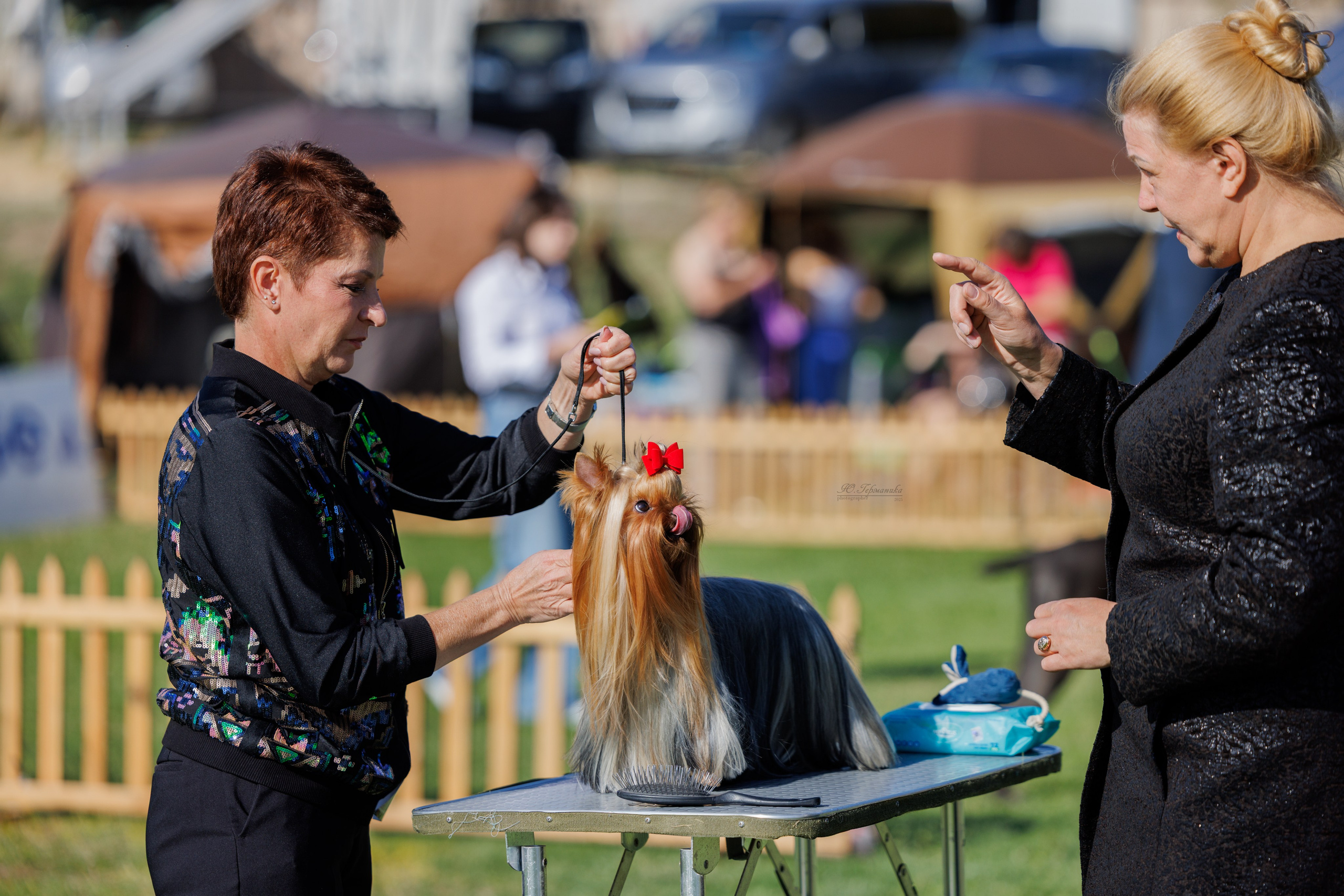 Ереван 14-16.10.2025. Фотограф-анималист Юлия Германика