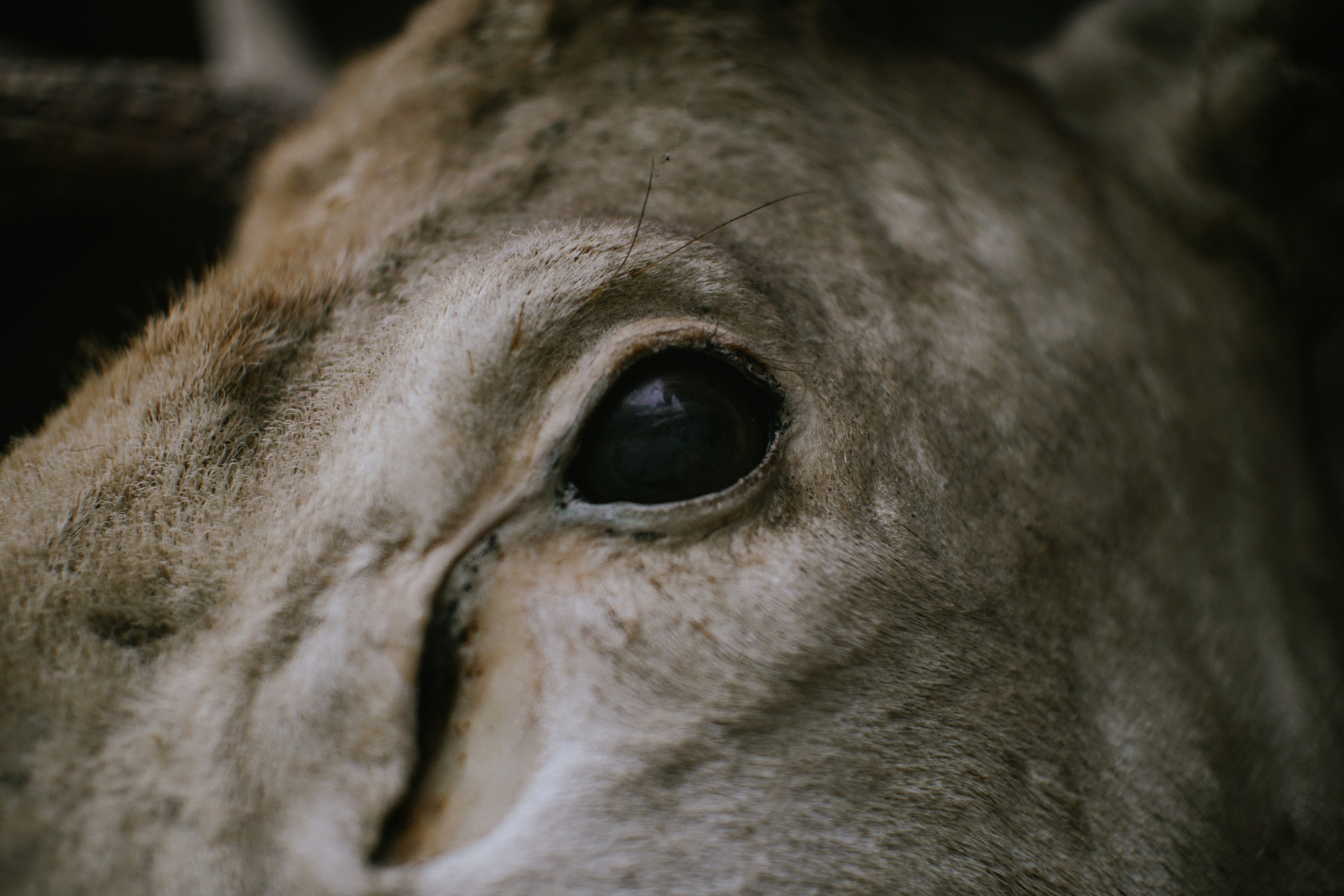 Блог про Верхнюю Балкарию. NECULTURED PHOTOGRAPHER