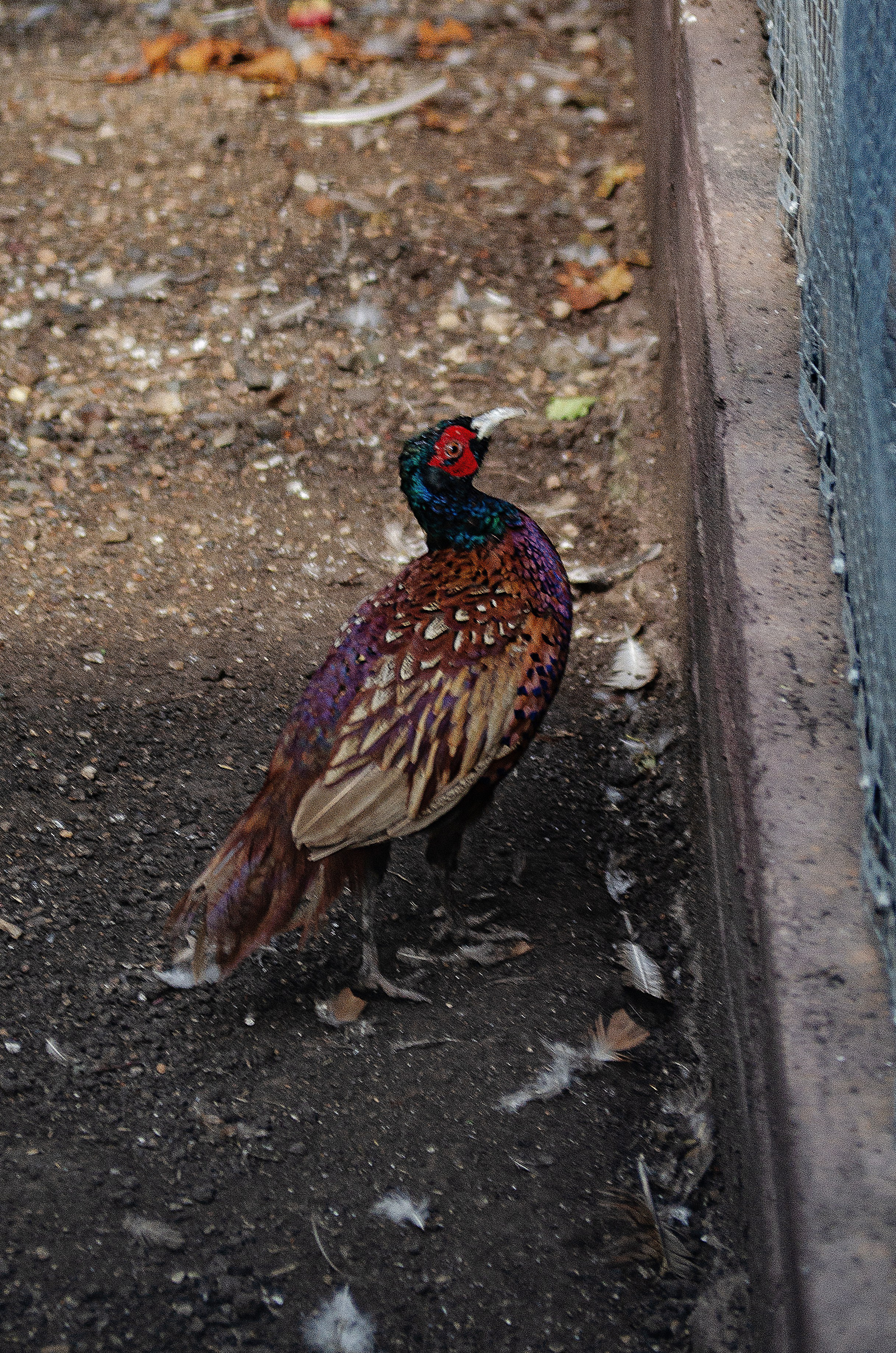 Птицы.Животные. Sreda fotoArt