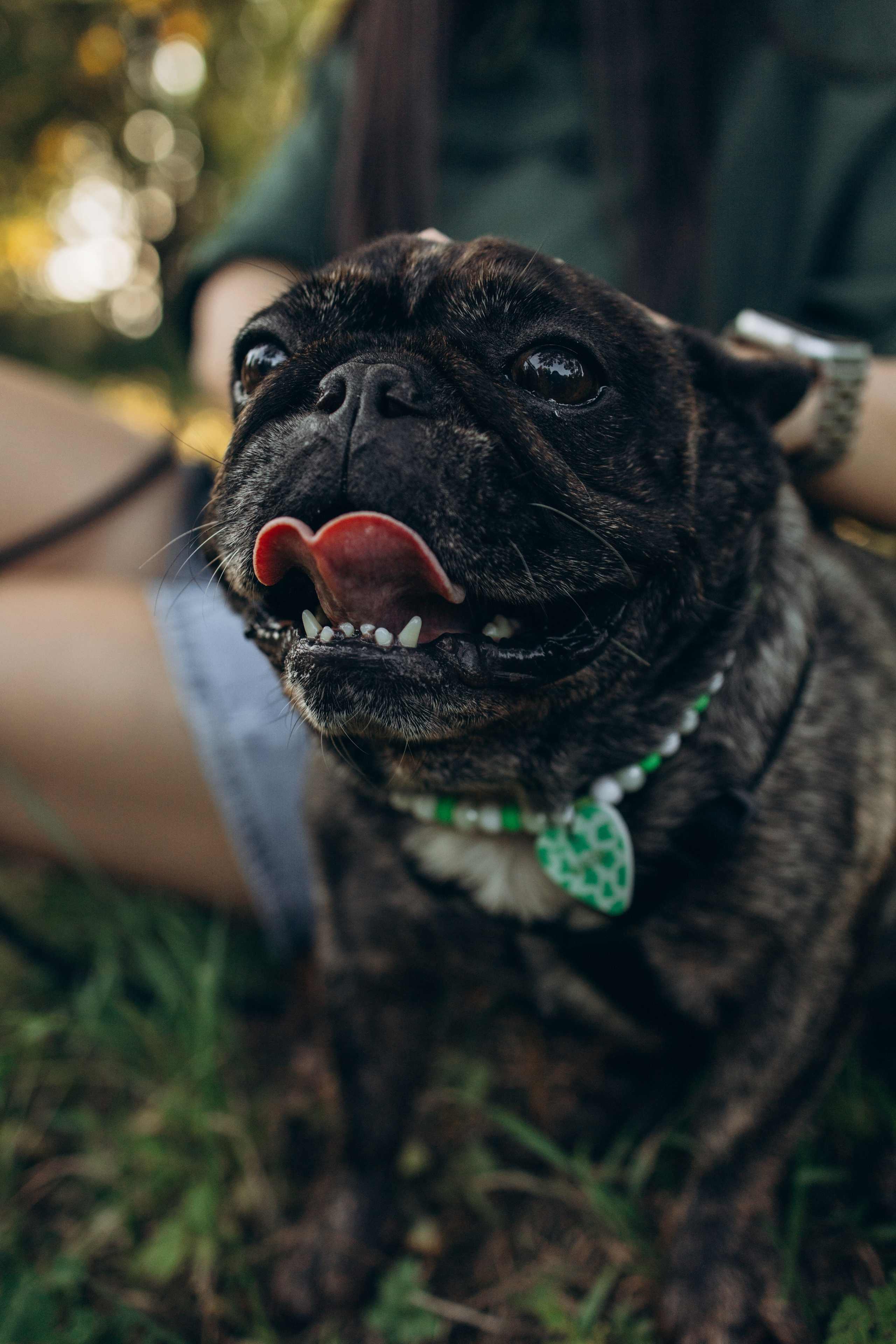 Олеся и Луи. Фотограф — Анималист | Санкт-Петербург