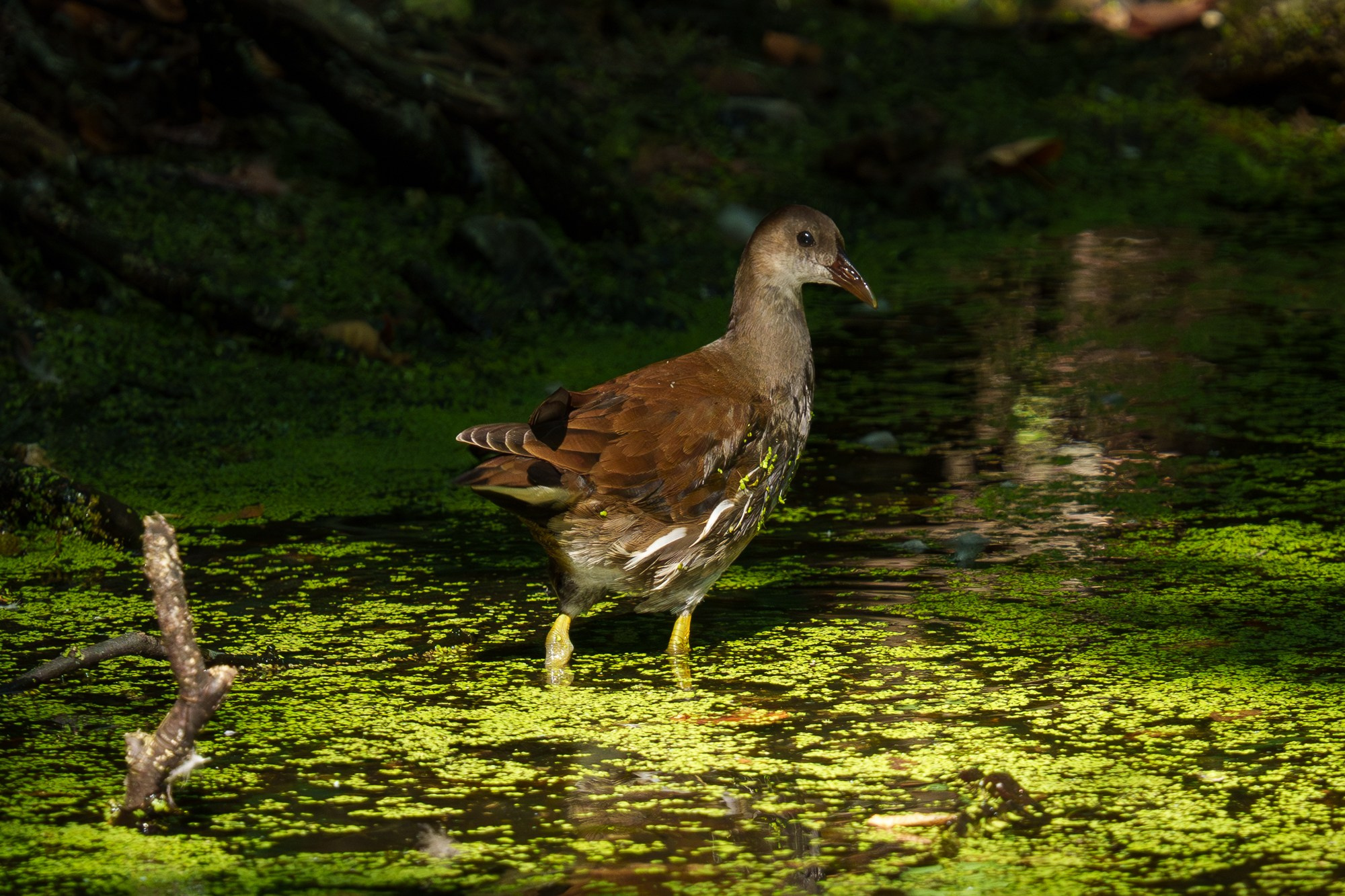 Удивительные мир птиц. Вокруг нас столько прекрасного — присмотритесь!. Ваш личный фотограф Марина Волкова