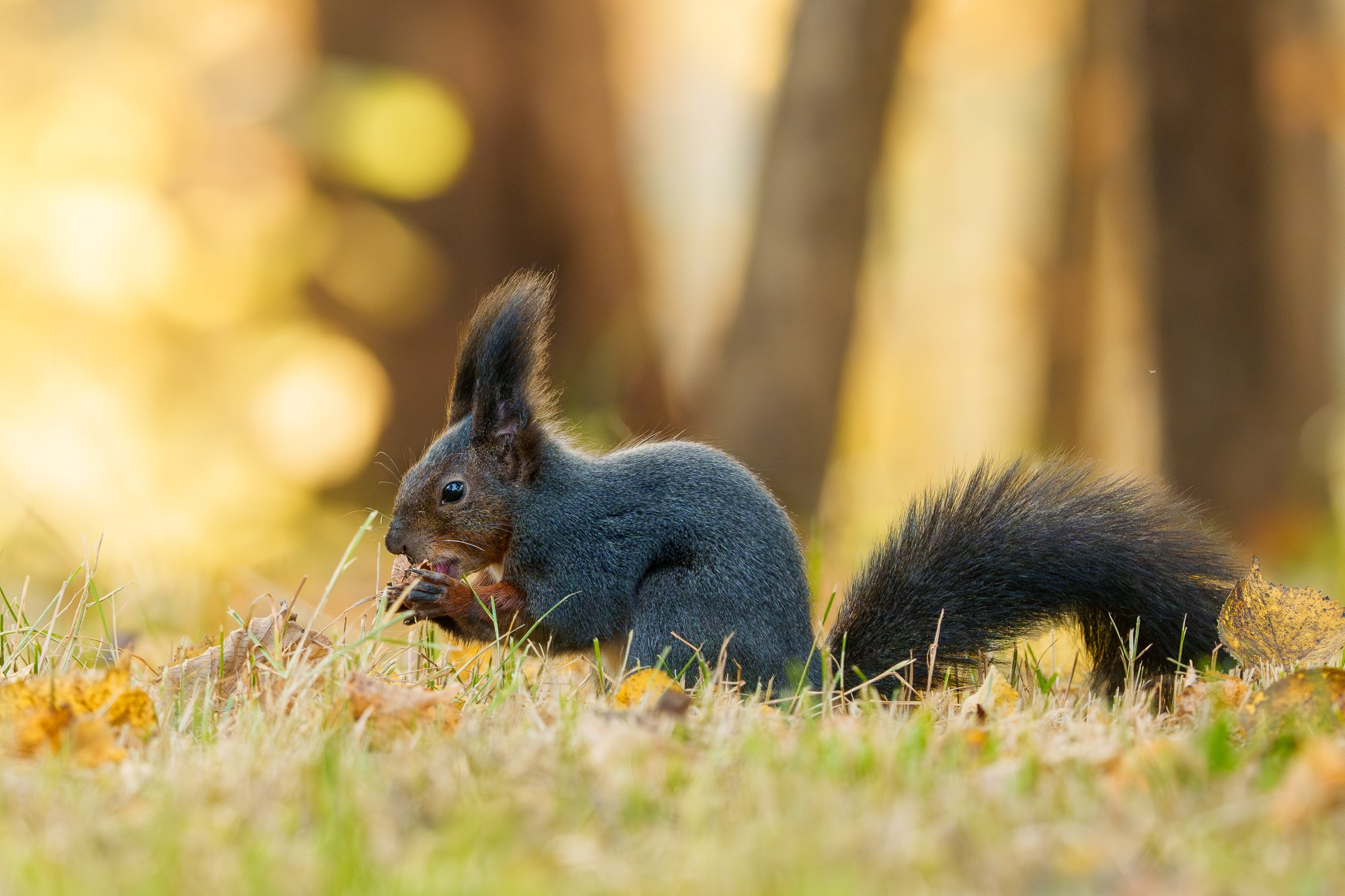 Животные. Ваш личный фотограф Марина Волкова