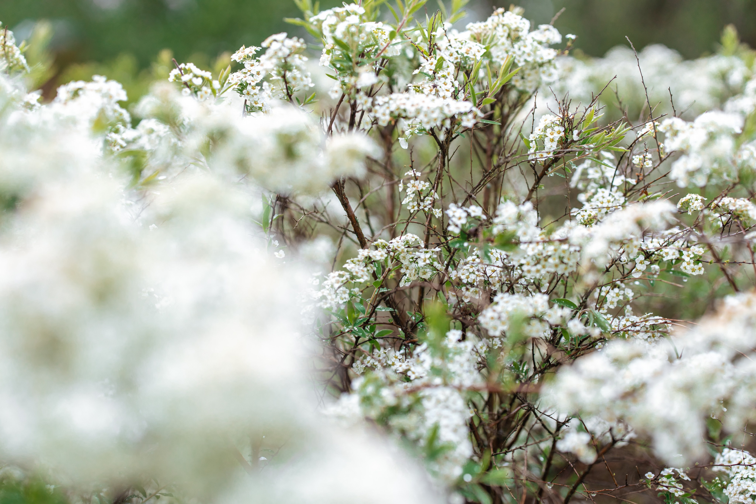 Крещение Евы. Александр Антонов. Профессиональный свадебный, репортажный фотограф в Москве, Подольске. Фото+Видео на любой праздник