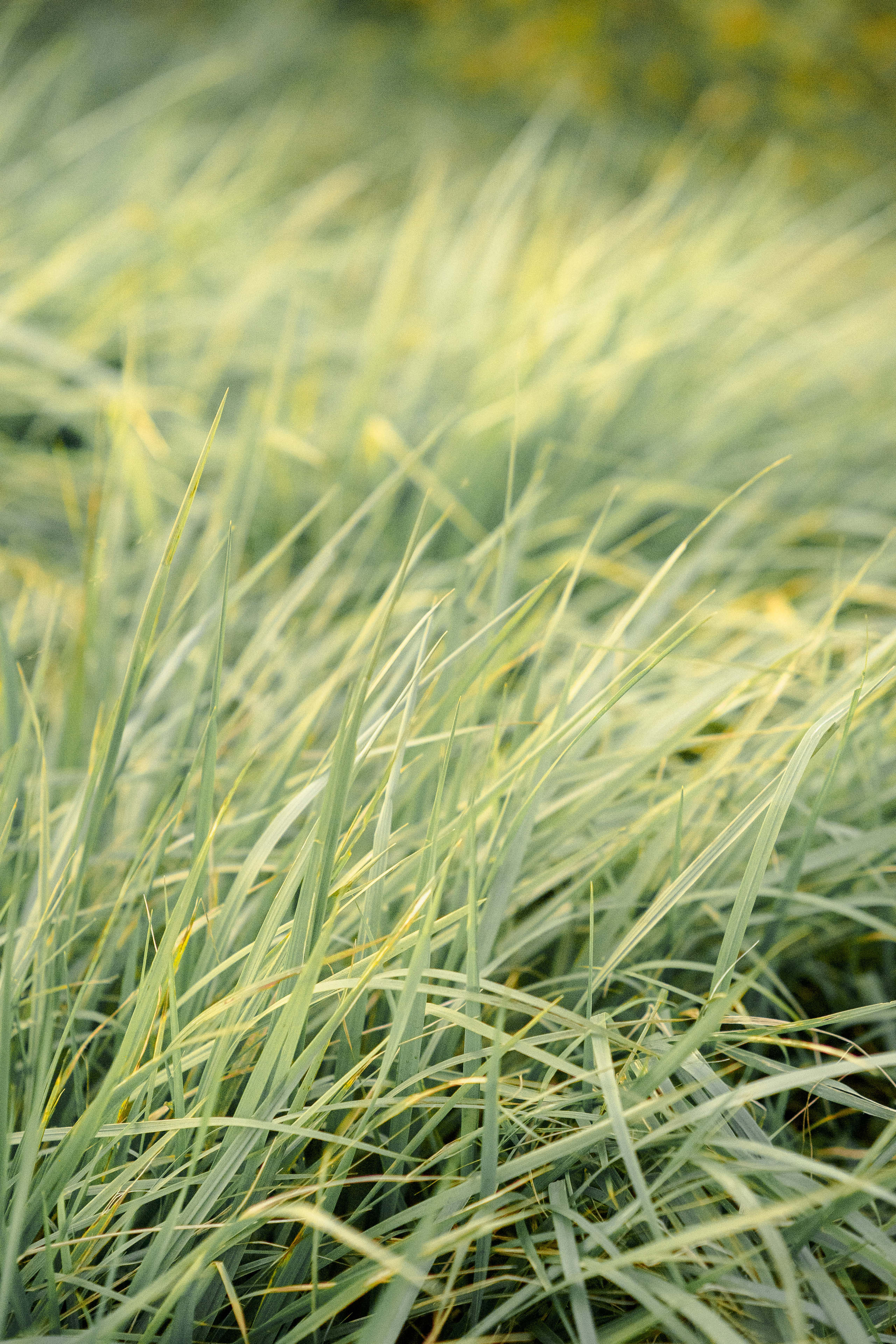 Lovestory фотосессия Анны и Игоря. Свадебный и семейный фотограф Рязань. Дмитрий Волков