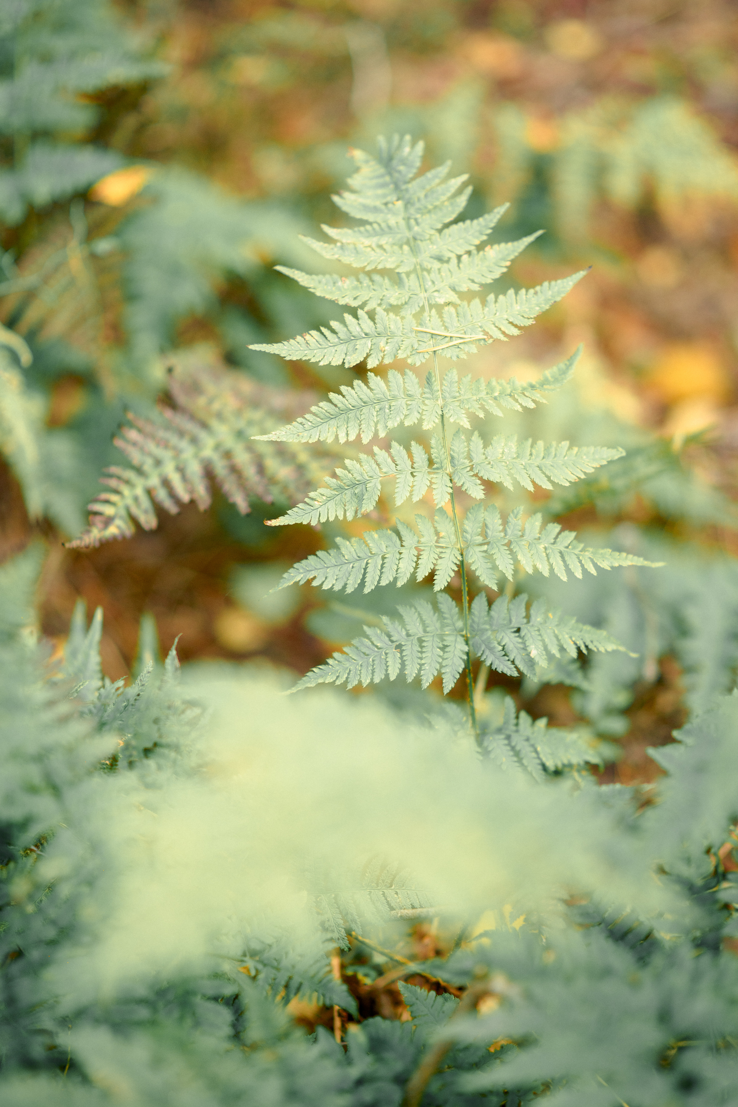 Lovestory фотосессия Анны и Игоря. Свадебный и семейный фотограф Рязань. Дмитрий Волков