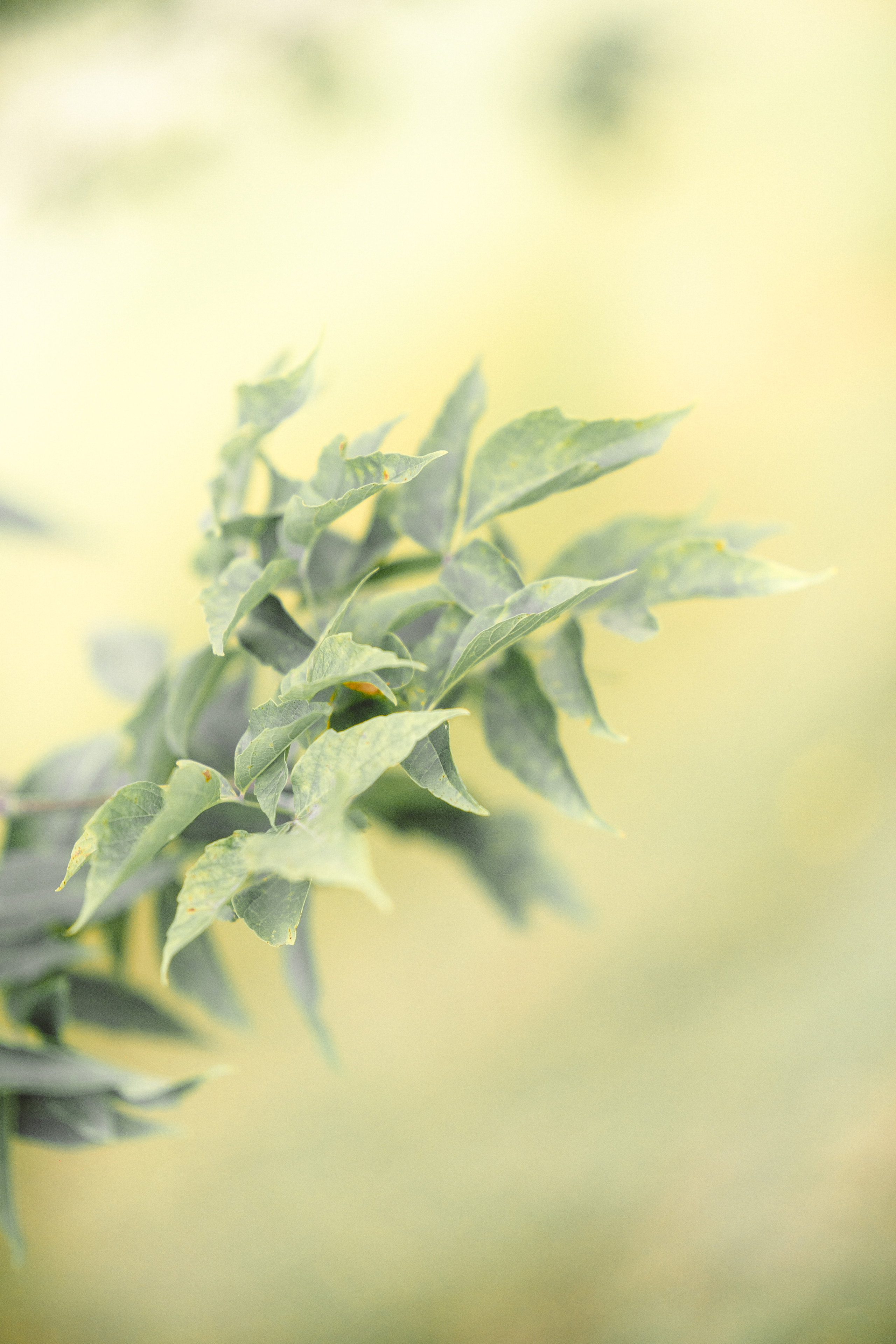 Портретная фотосессия Марии. Свадебный и семейный фотограф Рязань. Дмитрий Волков