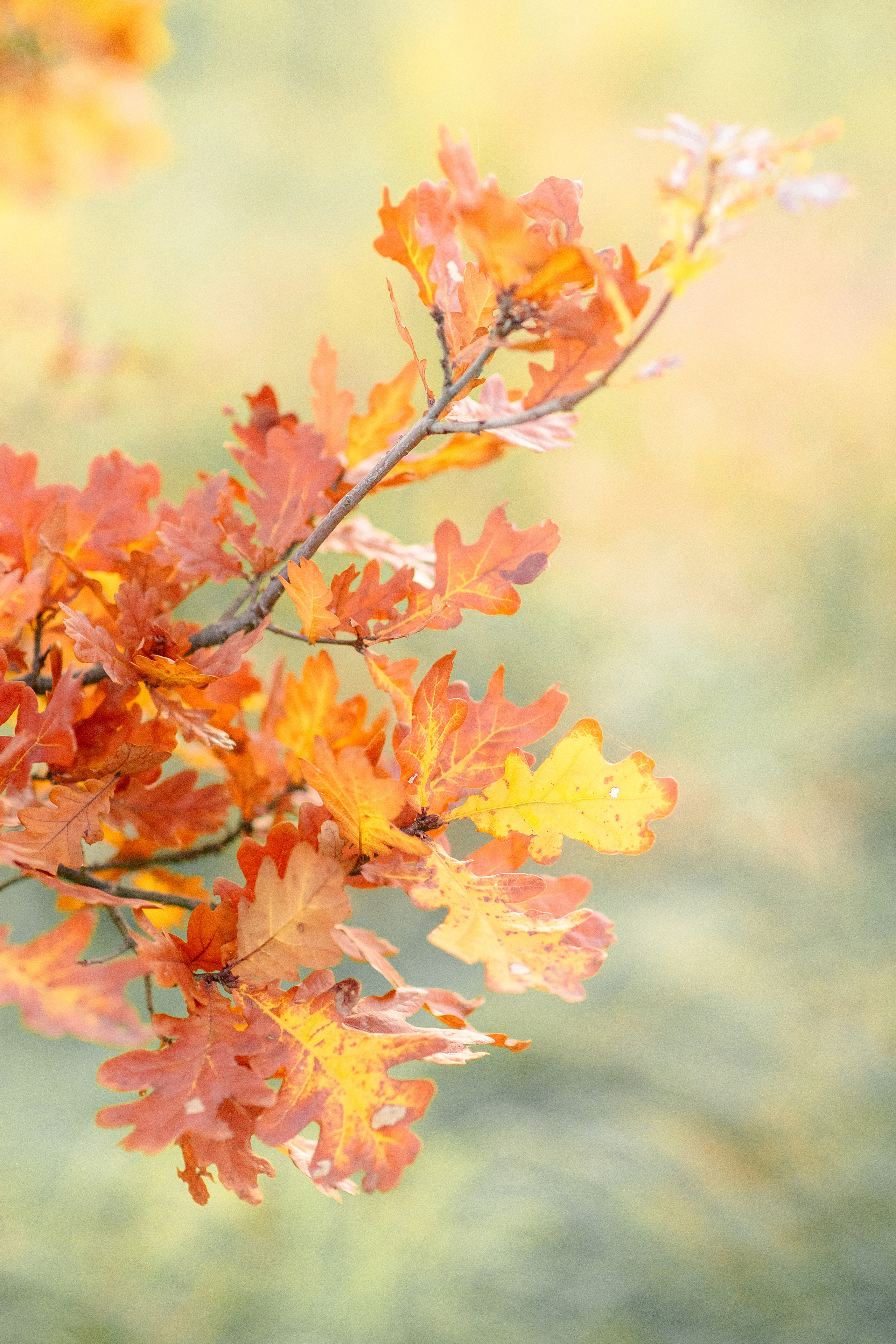 Lovestory фотосессия Анны и Игоря. Свадебный и семейный фотограф Рязань. Дмитрий Волков