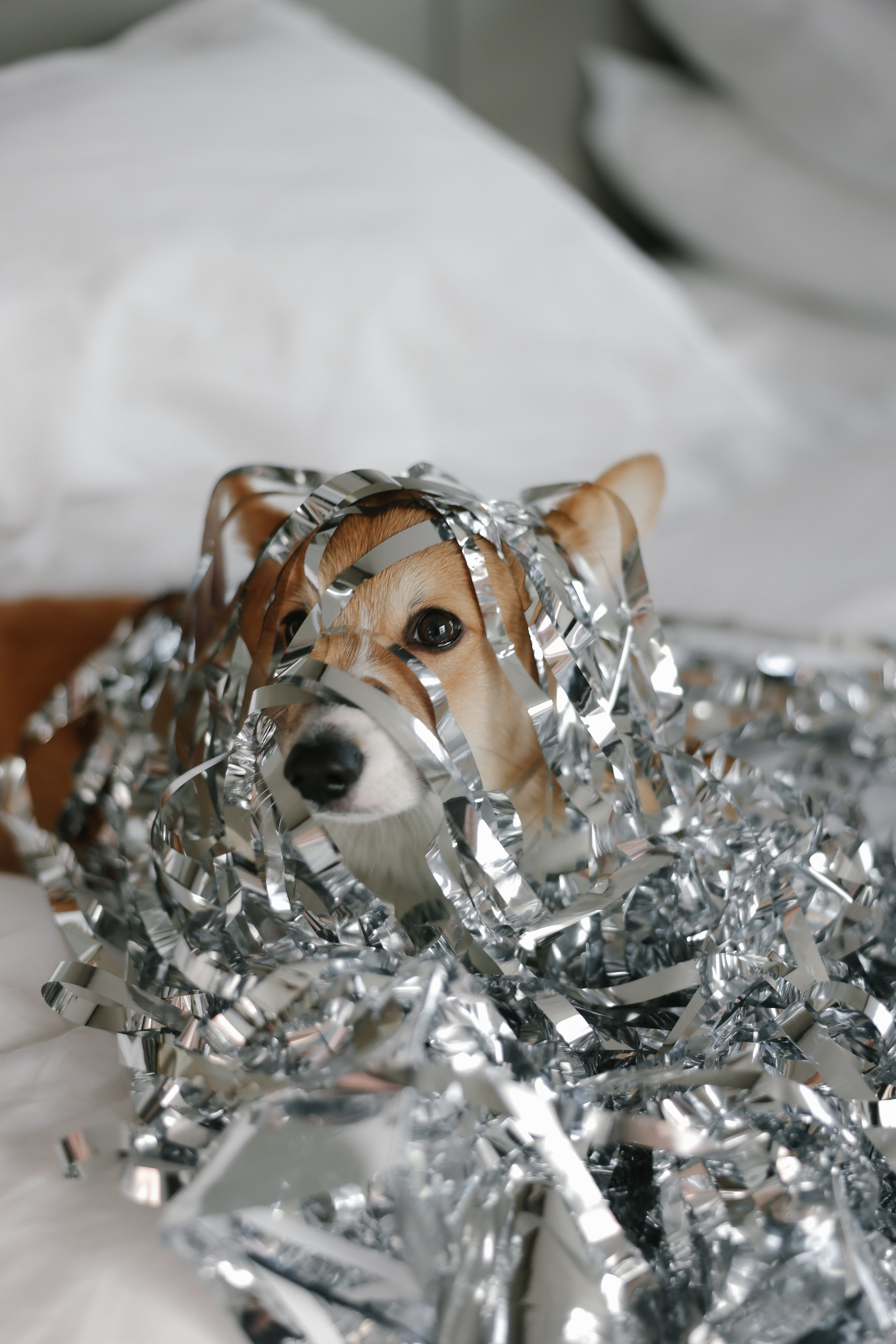 Corgi family. Свадебный фотограф Светлана Кот | Москва