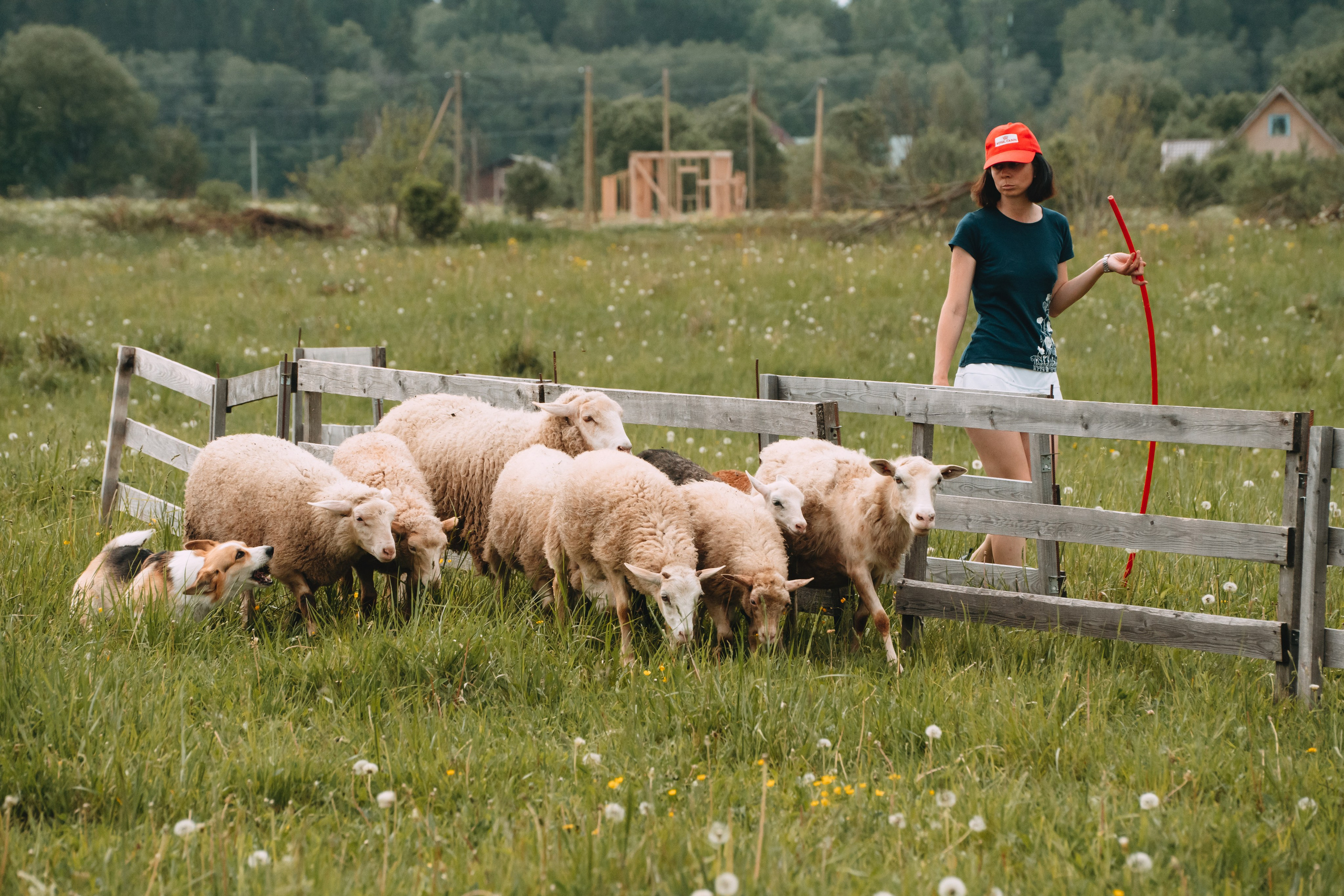 Состязания по пастушьей службе 1-2.06.24, Заостровье. Фотограф-анималист Анастасия Большакова