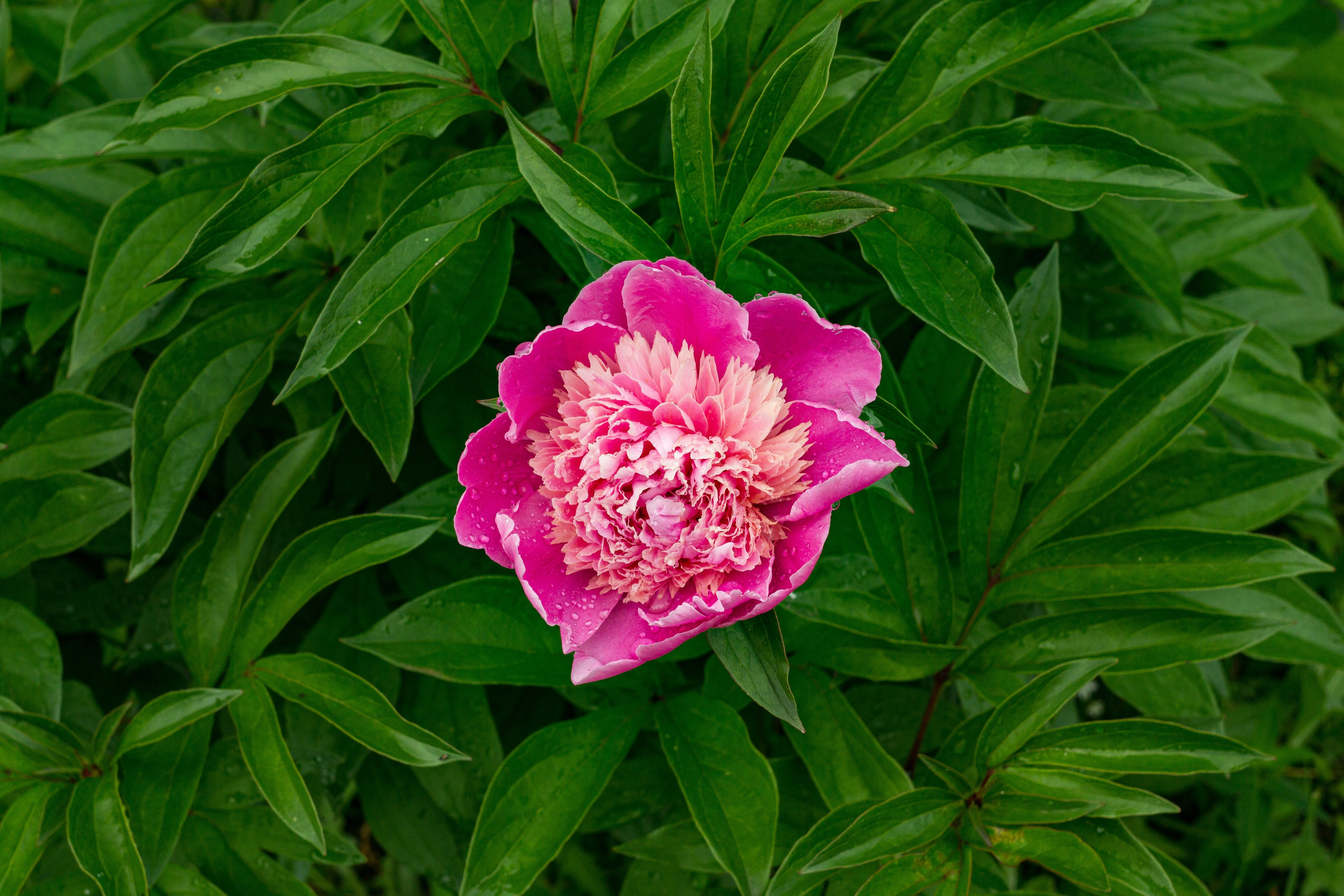 Dacha vibes. Папка кадров 📁