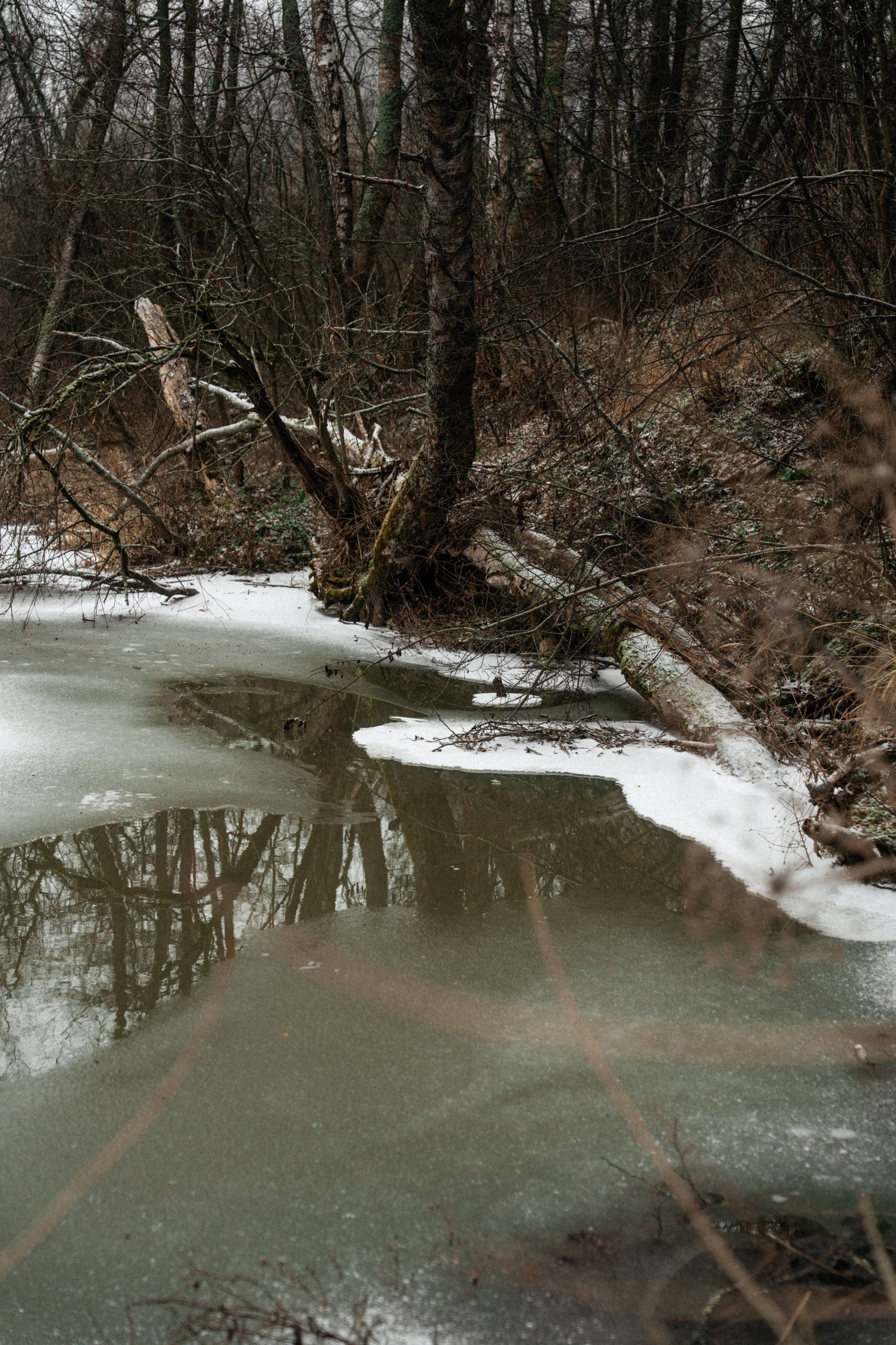 Прогулка по оврагу близ реки. Vlad Trykov