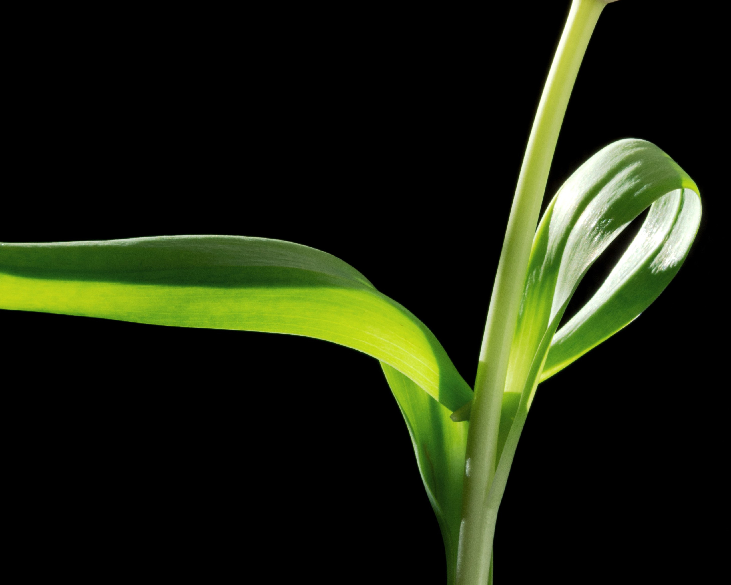 Ballerina. Author’s fine art prints with international delivery