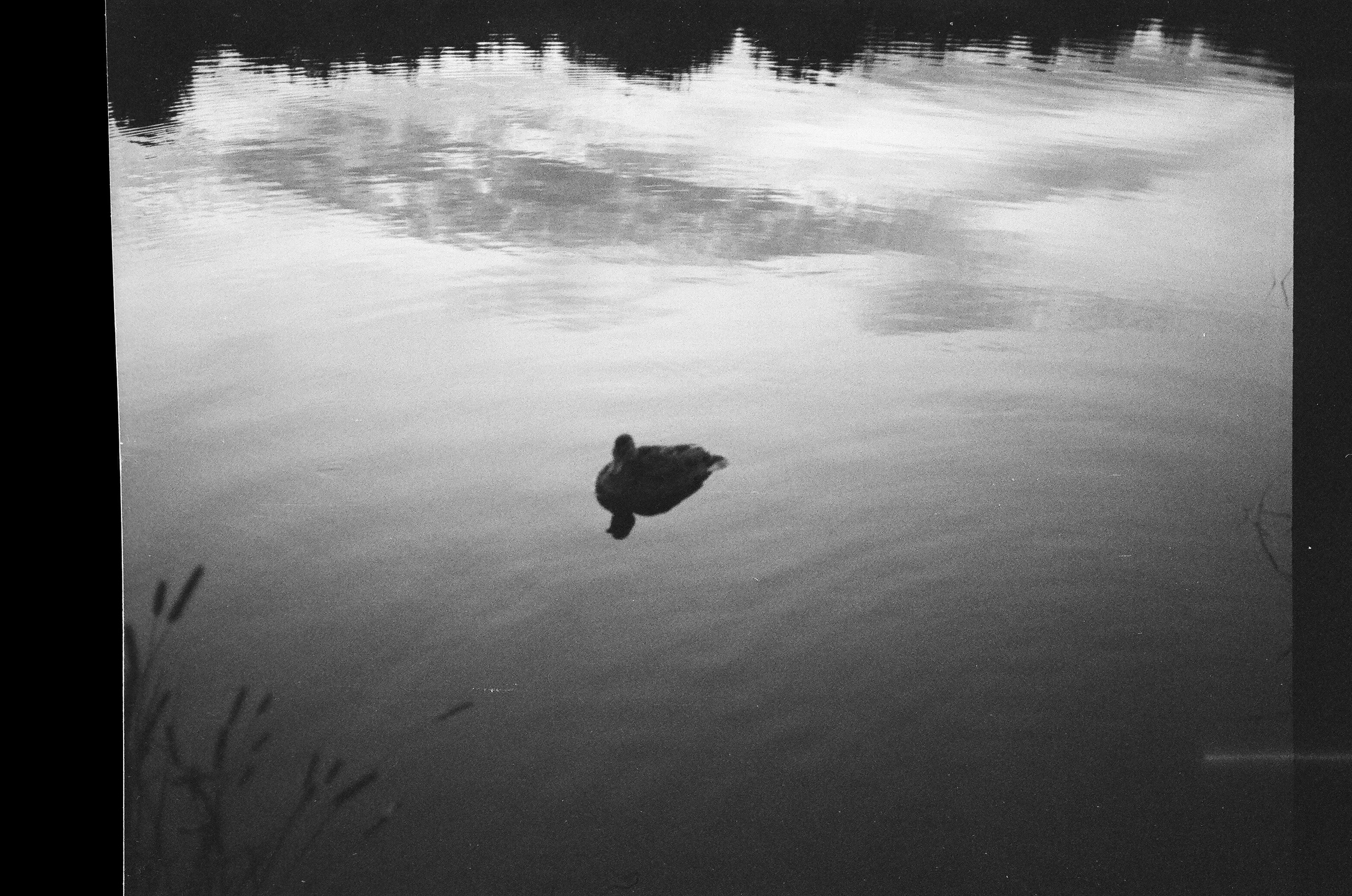 Summer in S. Pavlov Arts