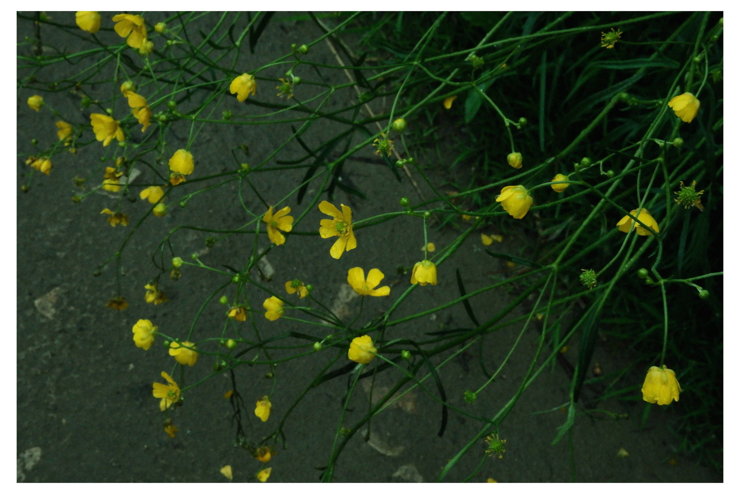 KALUGA. ANNA — PHOTOGRAPHER