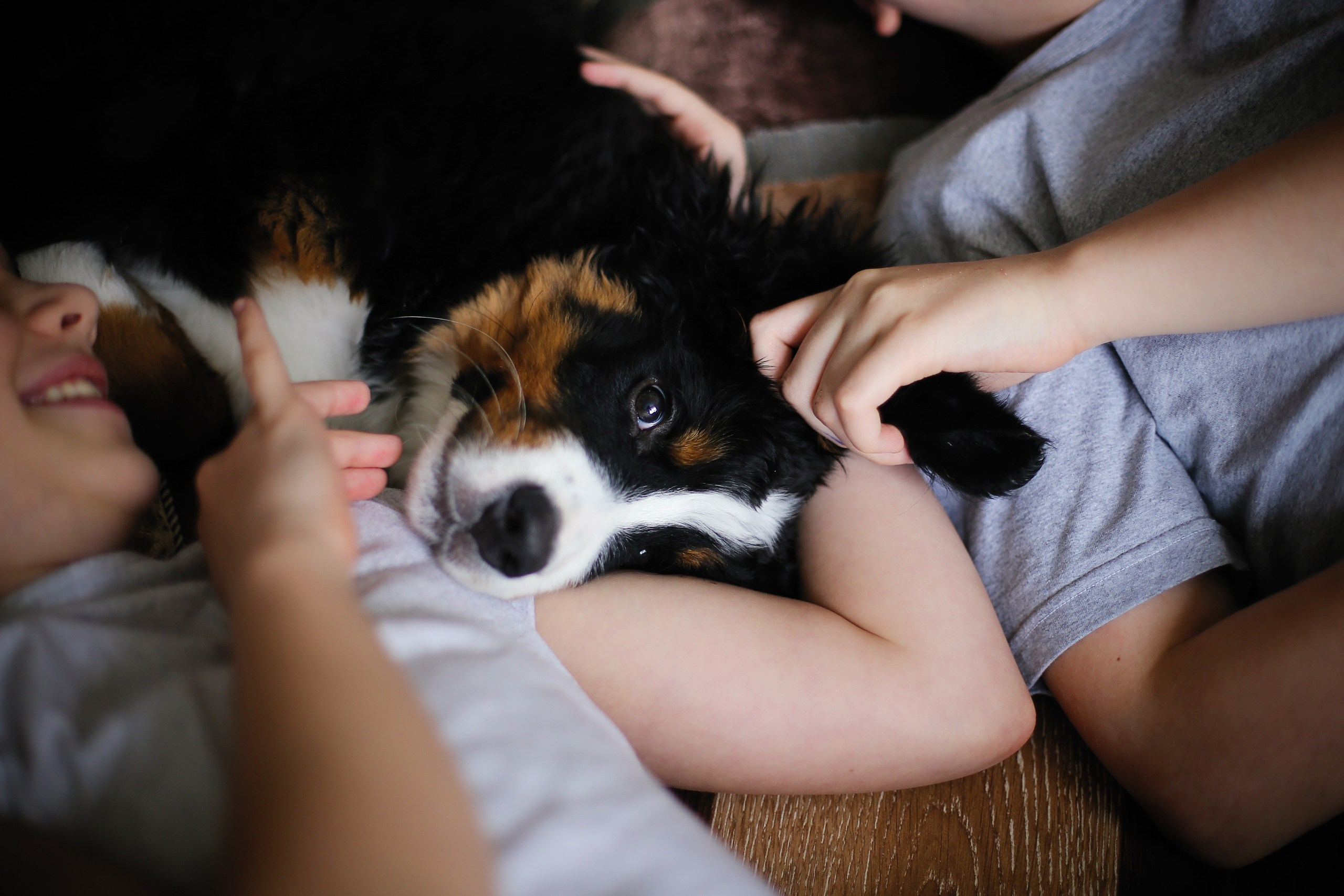 Четвероногие друзья. Репортажный, семейный, школьный фотограф в Иванове Инна Крылова