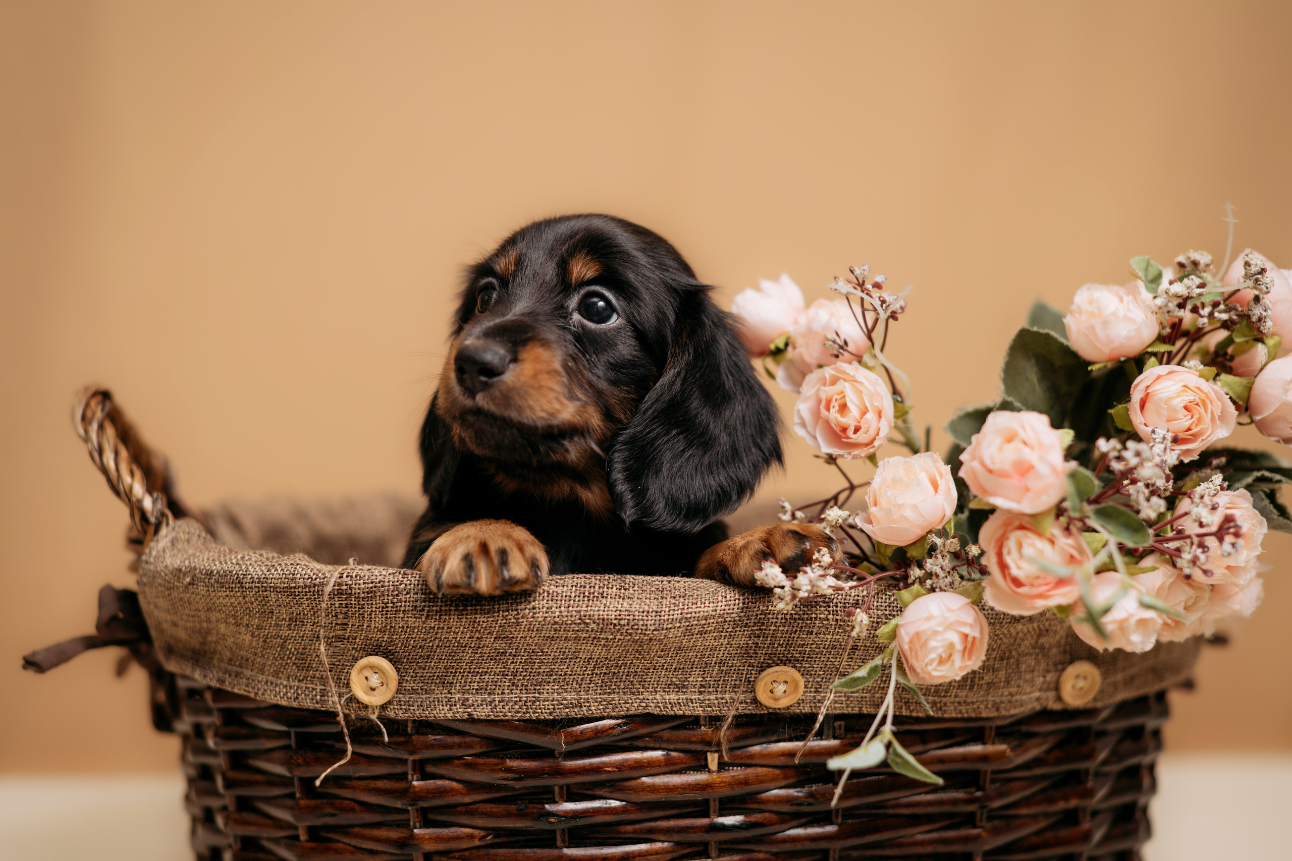 Собаки. FASHION ФОТОГРАФ КАЗАНЬ