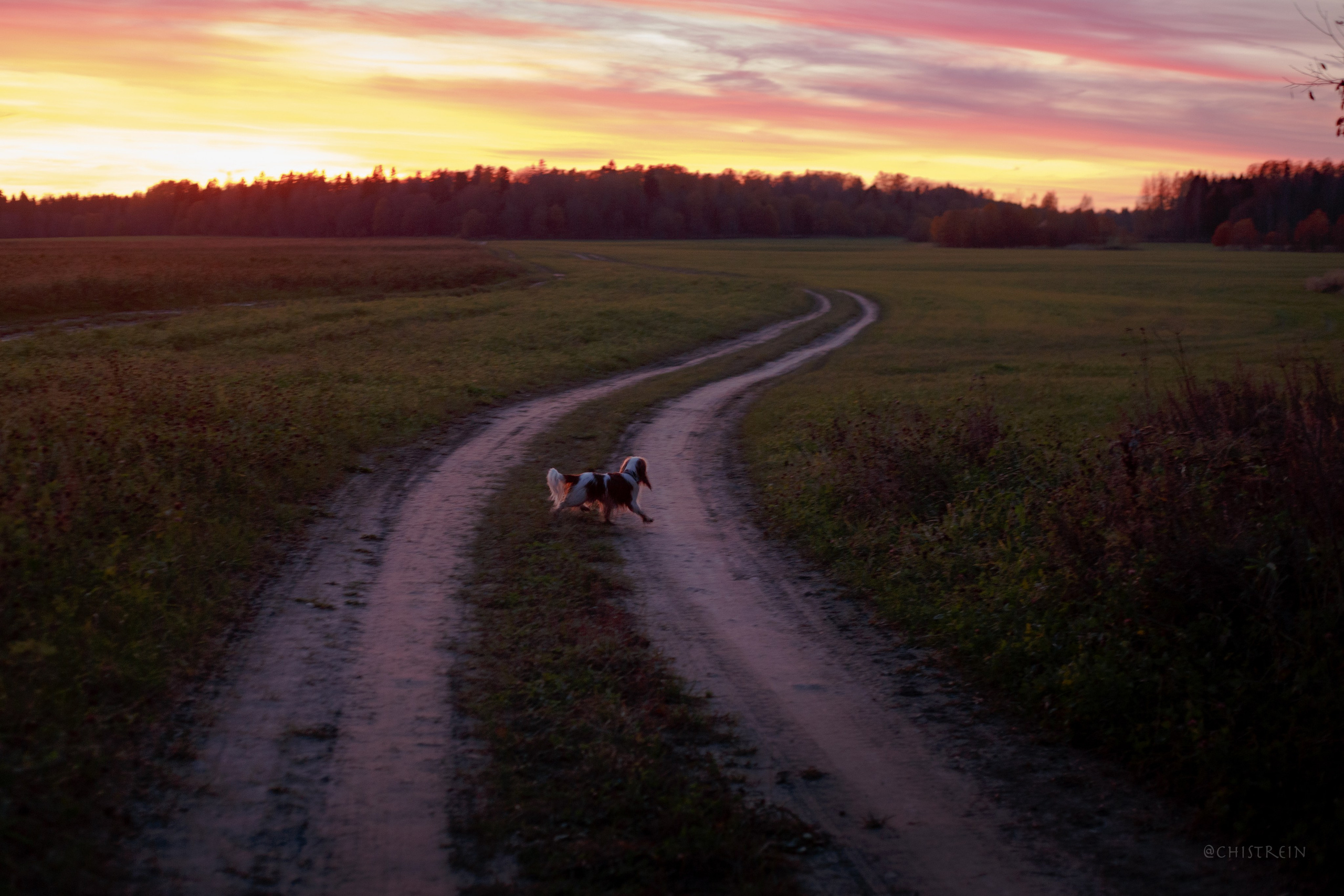 Октябрьский закат в полях. Алина и Лео. Фотограф-анималист Наталия Чистюхина в г. Сосновый Бор и ЛО