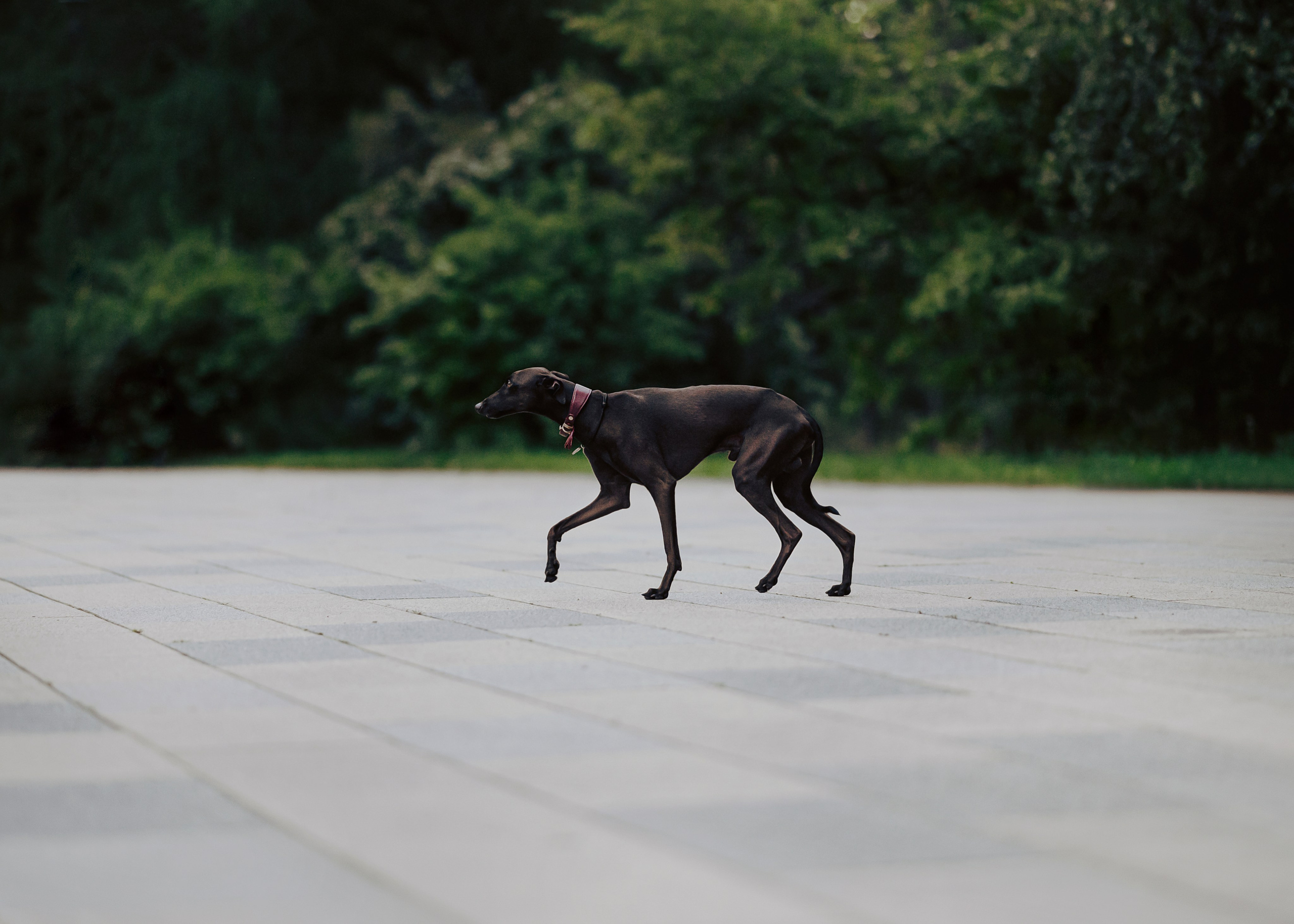 Дофи. Фотограф- анималист Александра Матвеева
