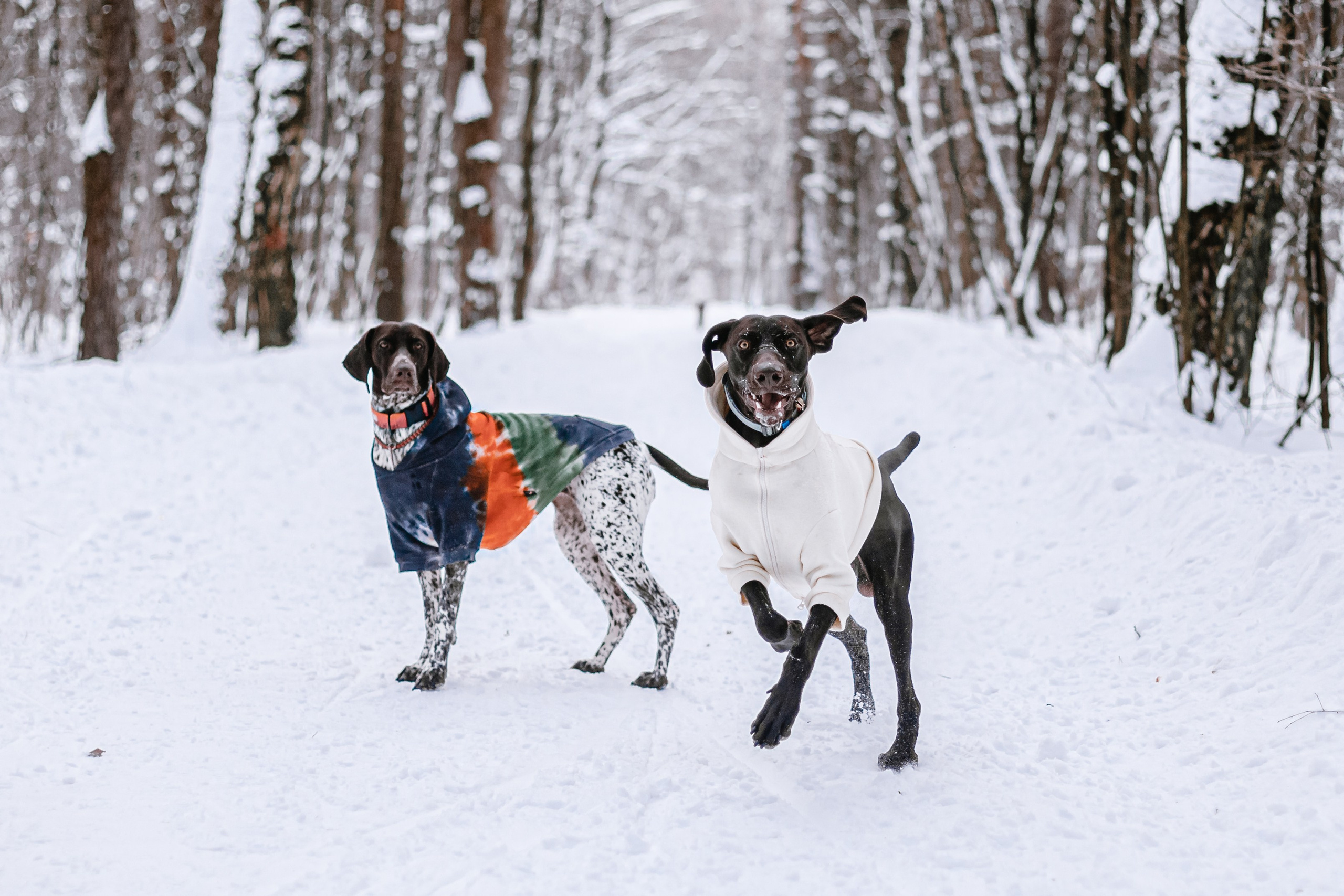 Фотограф-анималист Татьяна Степанова