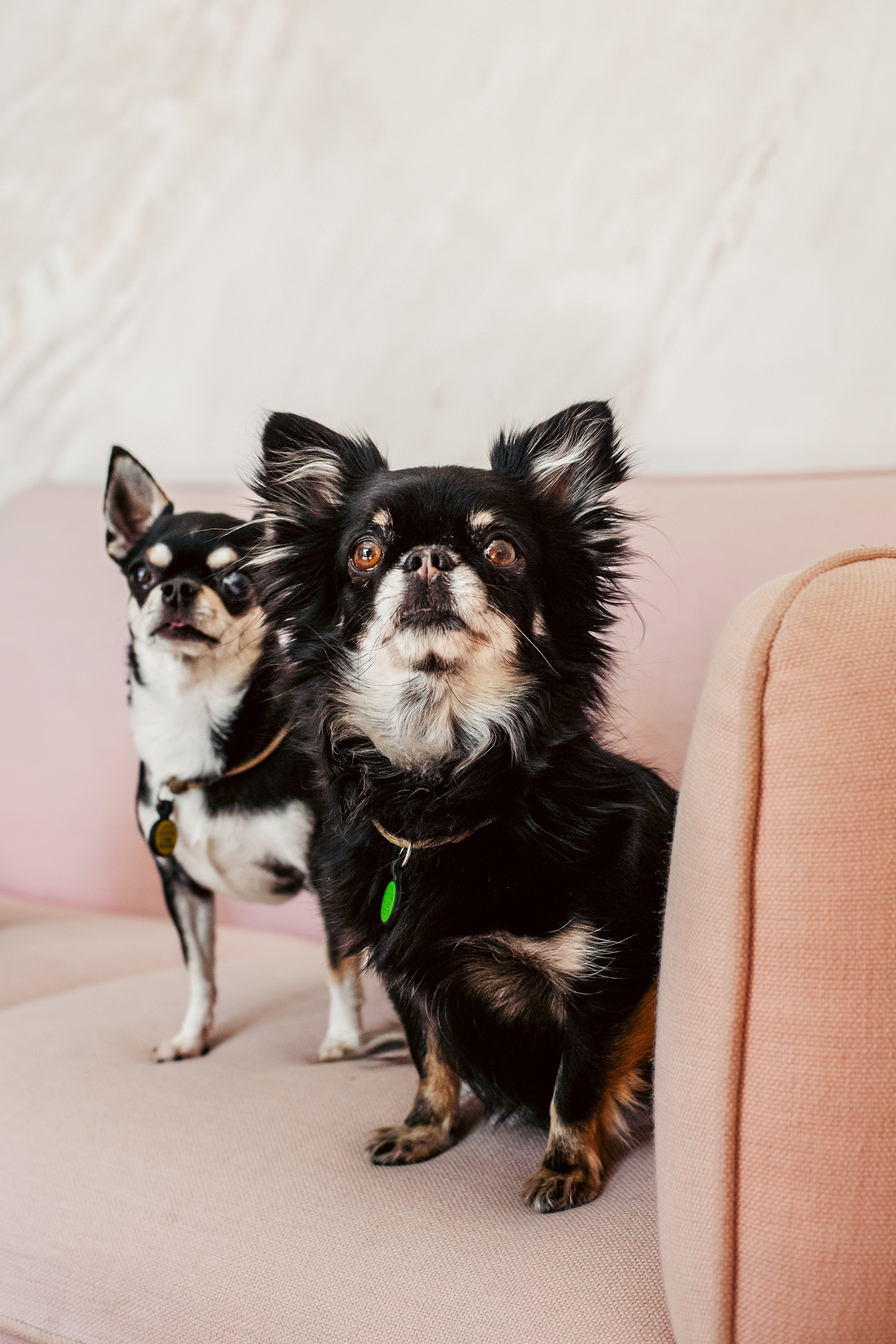 Семейная фотосессия. Фотограф-анималист Татьяна Степанова