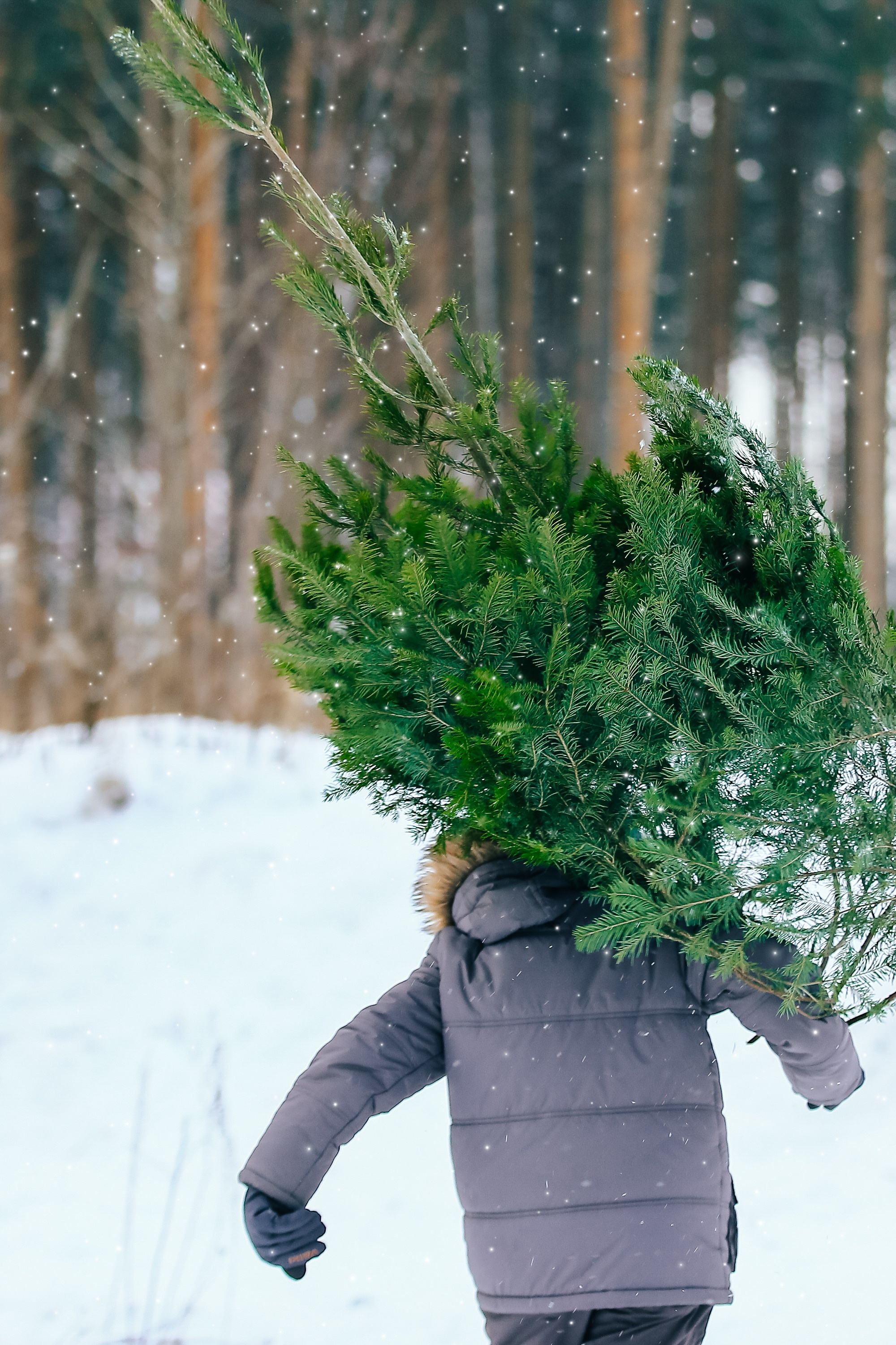ЗА ЕЛКОЙ. Спортивный и семейный фотограф в Екатеринбурге Ольга Горбунова меня