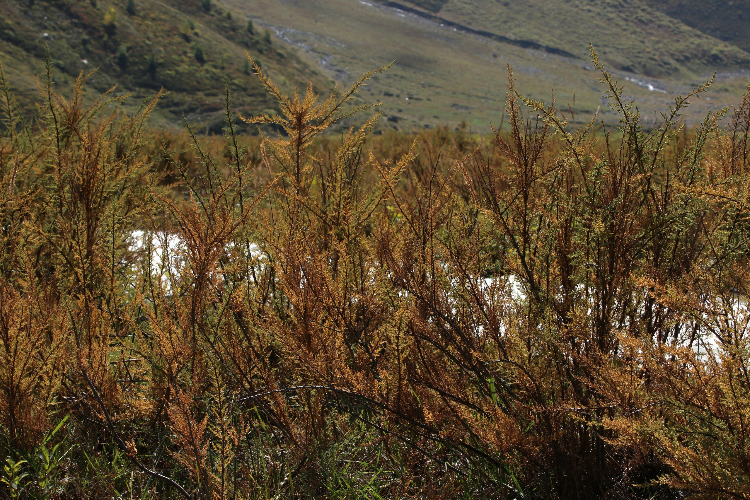 Приэльбрусье. Сентябрь 2024. Путешественник-фотограф из Санкт-Петербурга Татьяна Свистулина