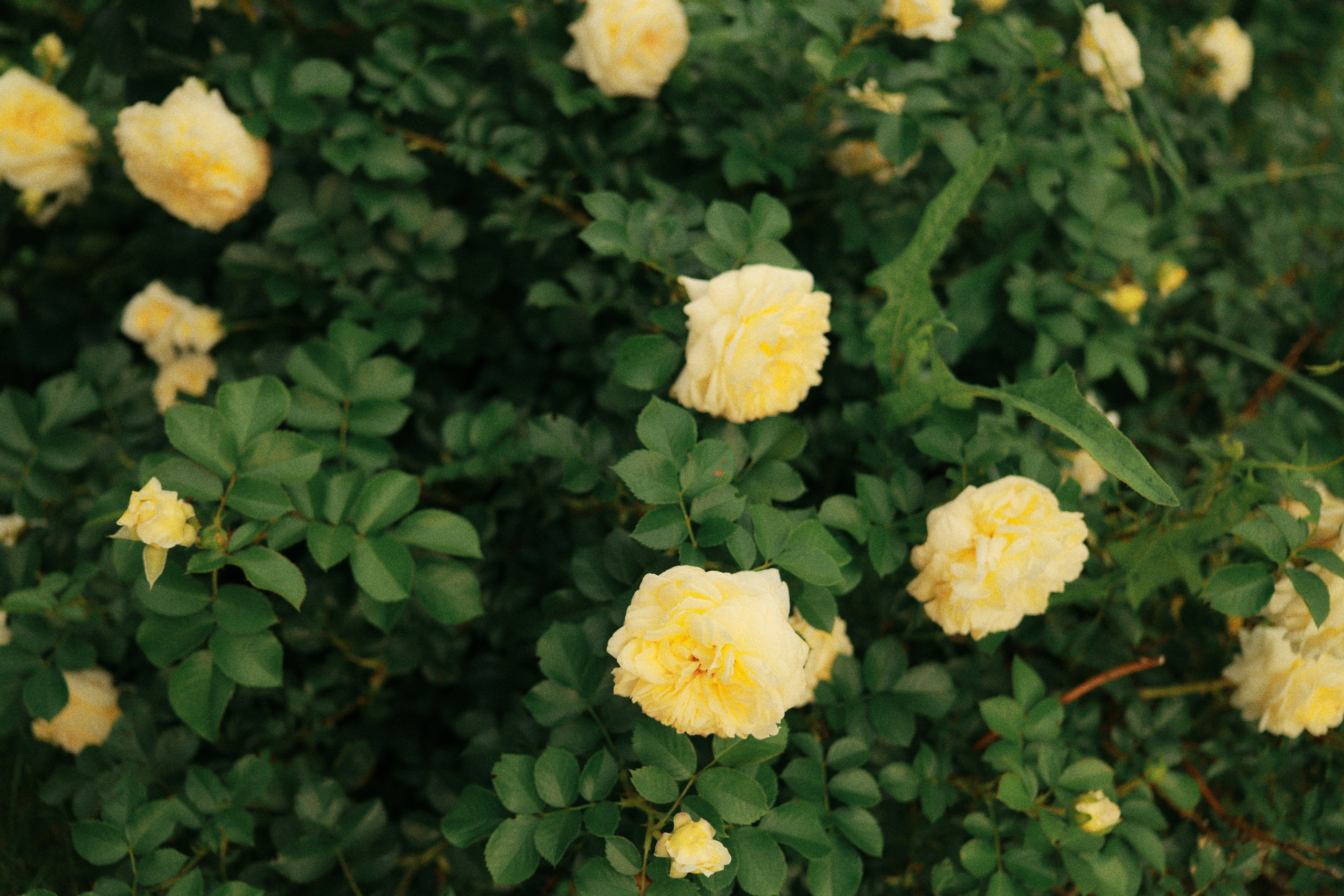 Атмо. Фотограф во Владимире, Москве и Суздале — Полина Романычева