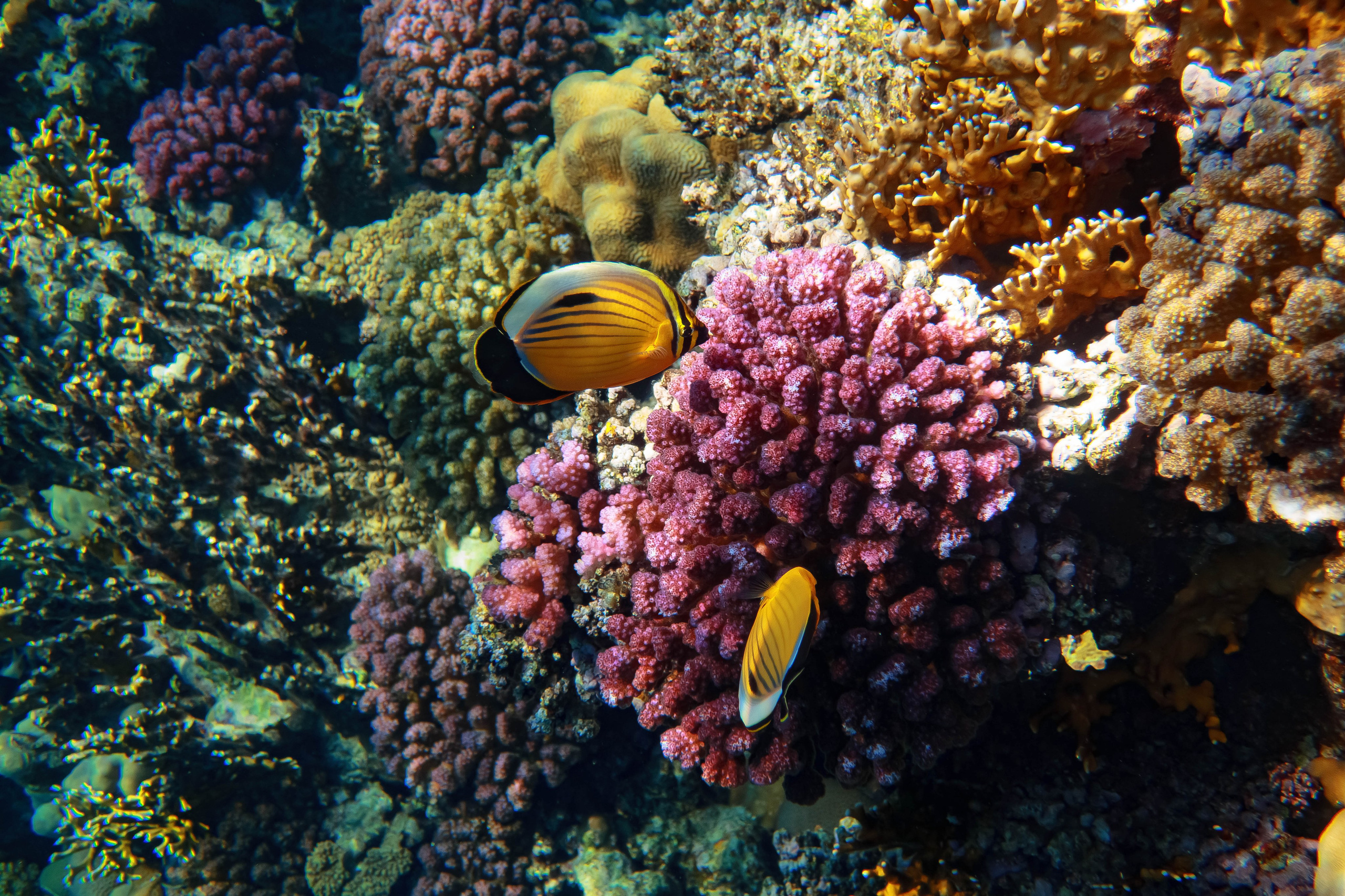 Fish. Фотограф Светлана Голицына