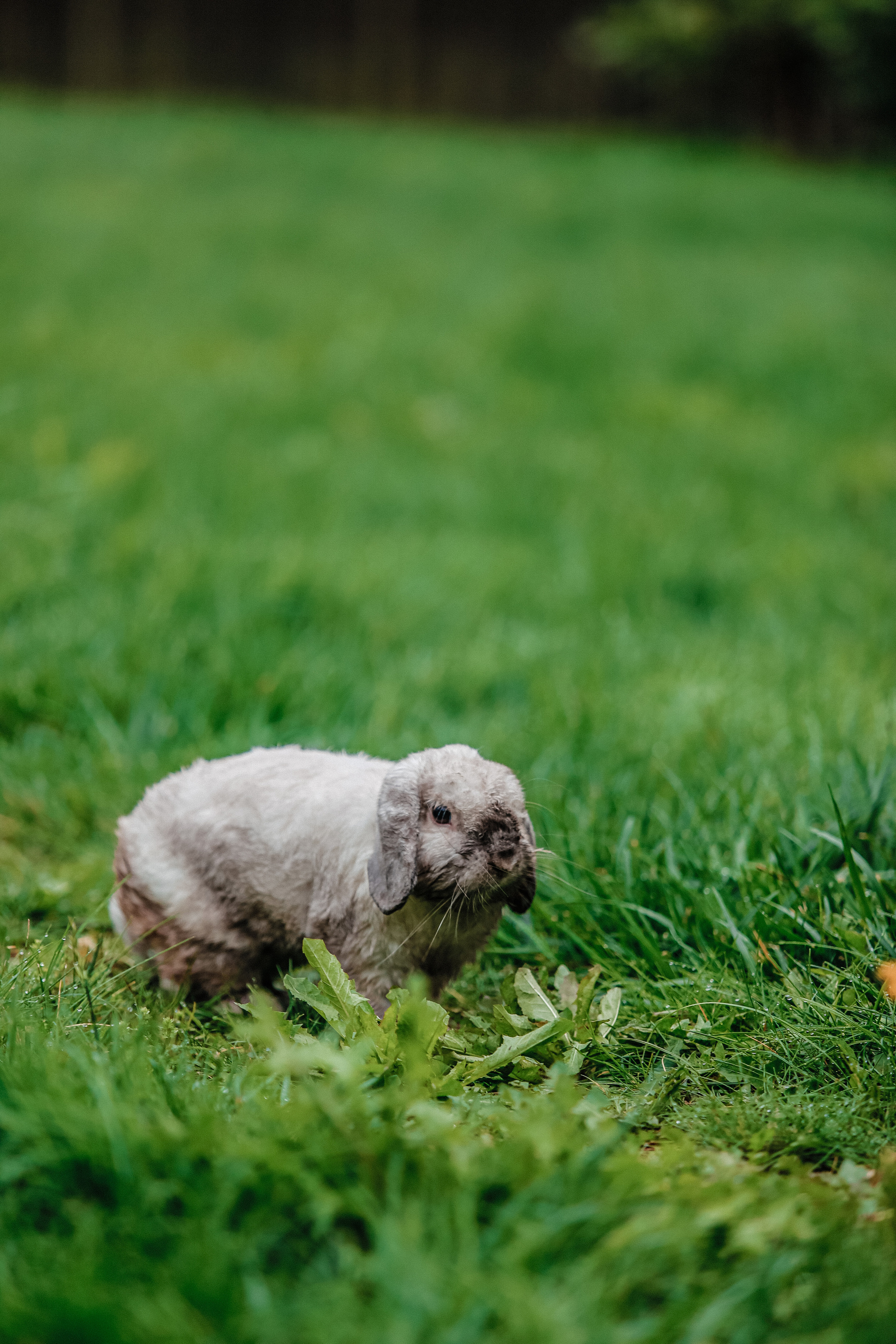 Свадьба V&D. Привет! Меня зовут Александрина, и я фотограф