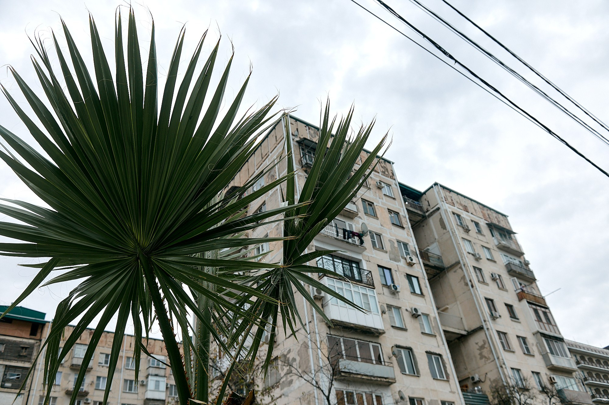 Гагра, Абхазия. Декабрь 2024. Фотографии отовсюду и обо всем