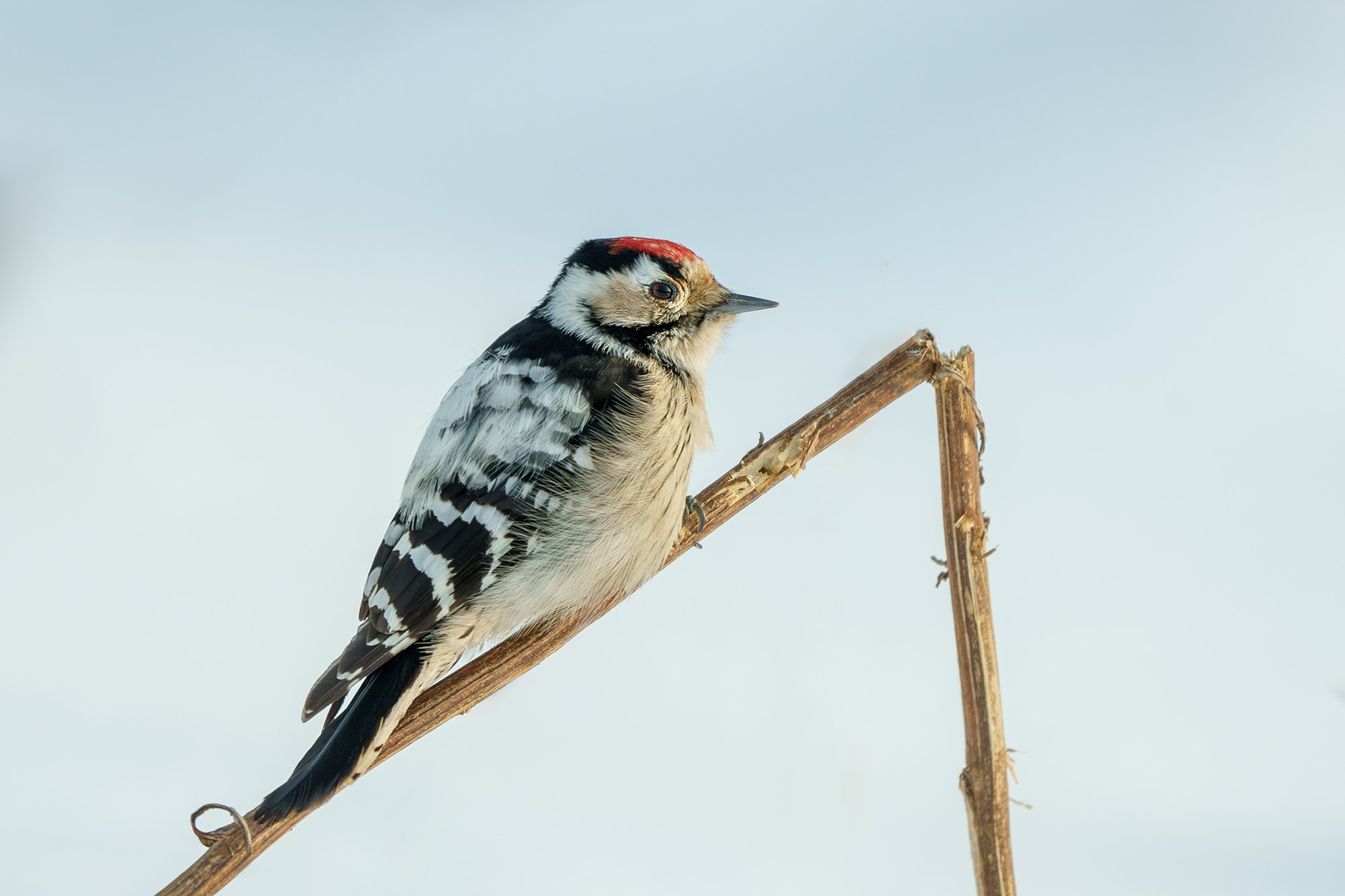 Удивительные мир птиц. Вокруг нас столько прекрасного — присмотритесь!. Ваш личный фотограф Марина Волкова