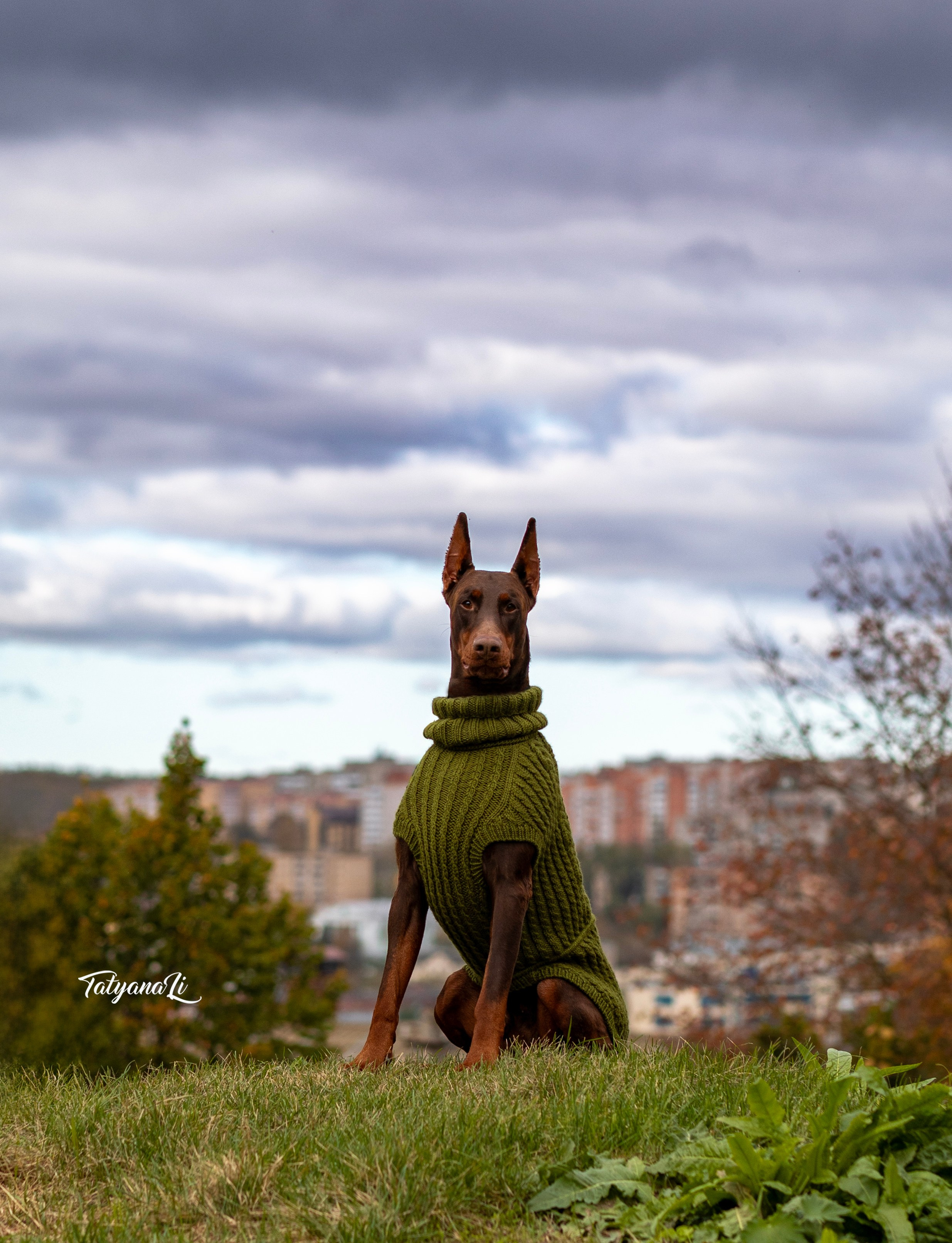 Доберман. Фотограф — анималист Татьяна Ли
