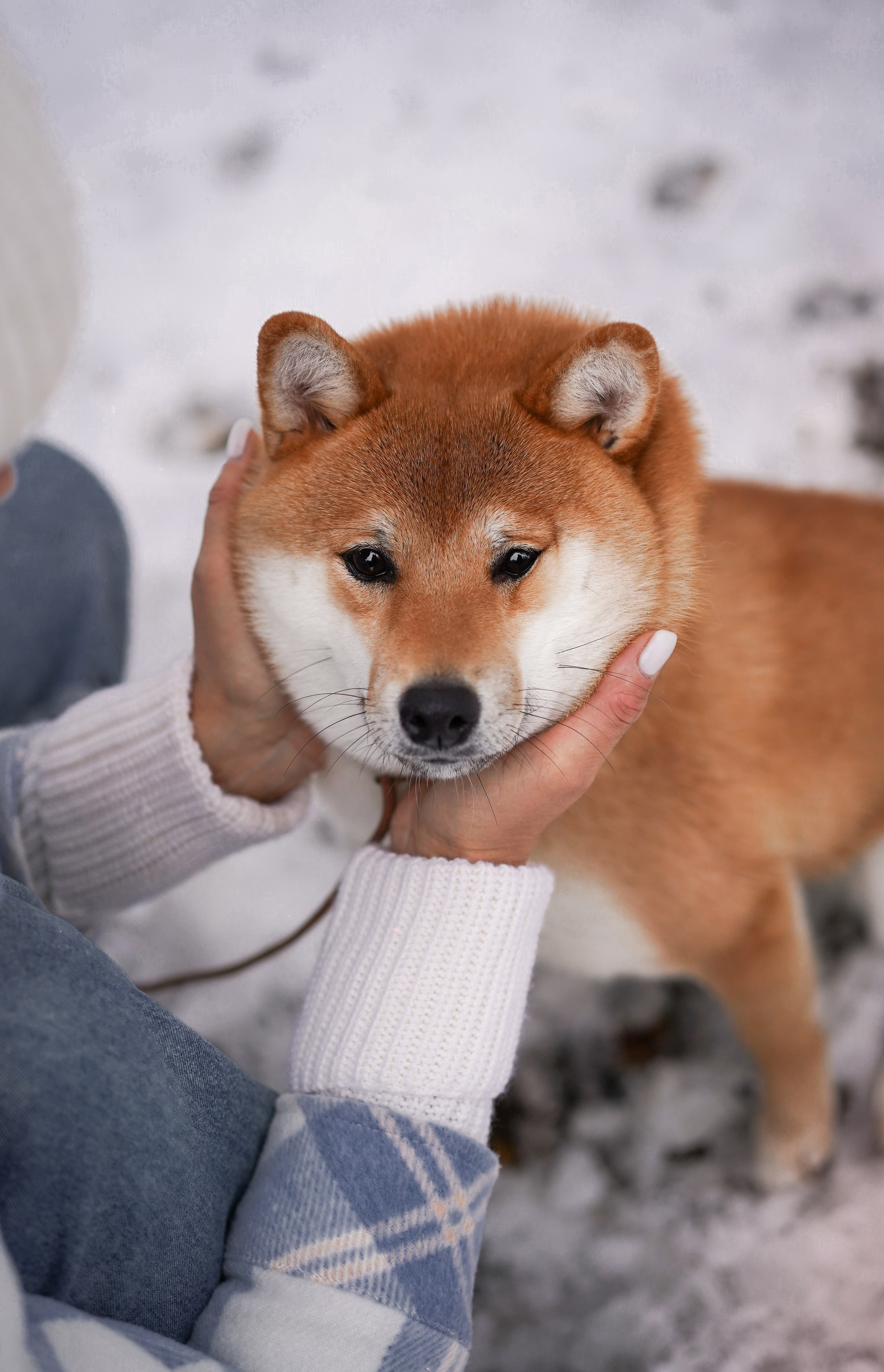 Алина и Юми. Фотограф-анималист в Санкт-Петербурге Яна Мартынова