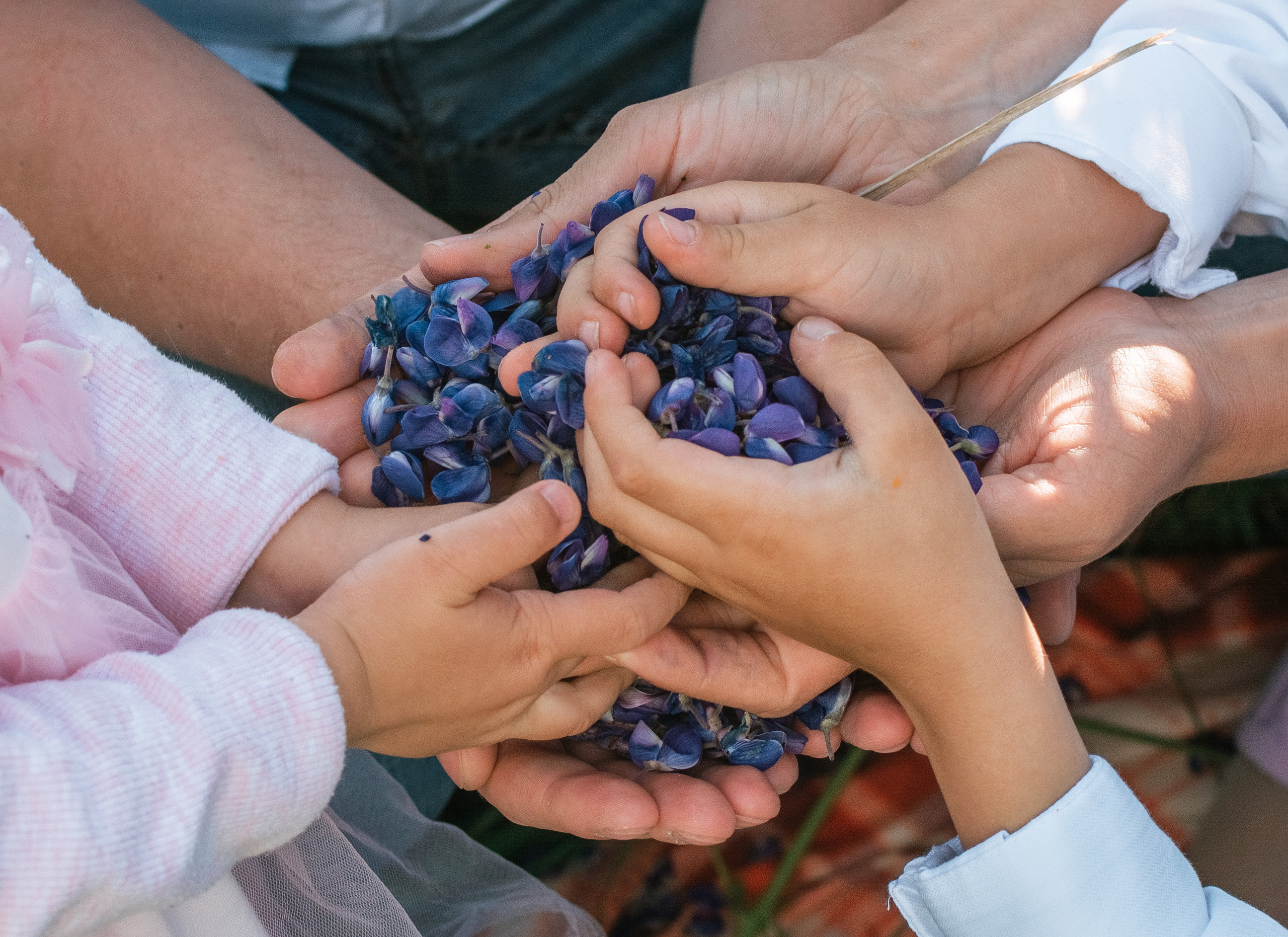 Фотосессия в люпинах. Семейный Фотограф в Москве Евгения Симоненко