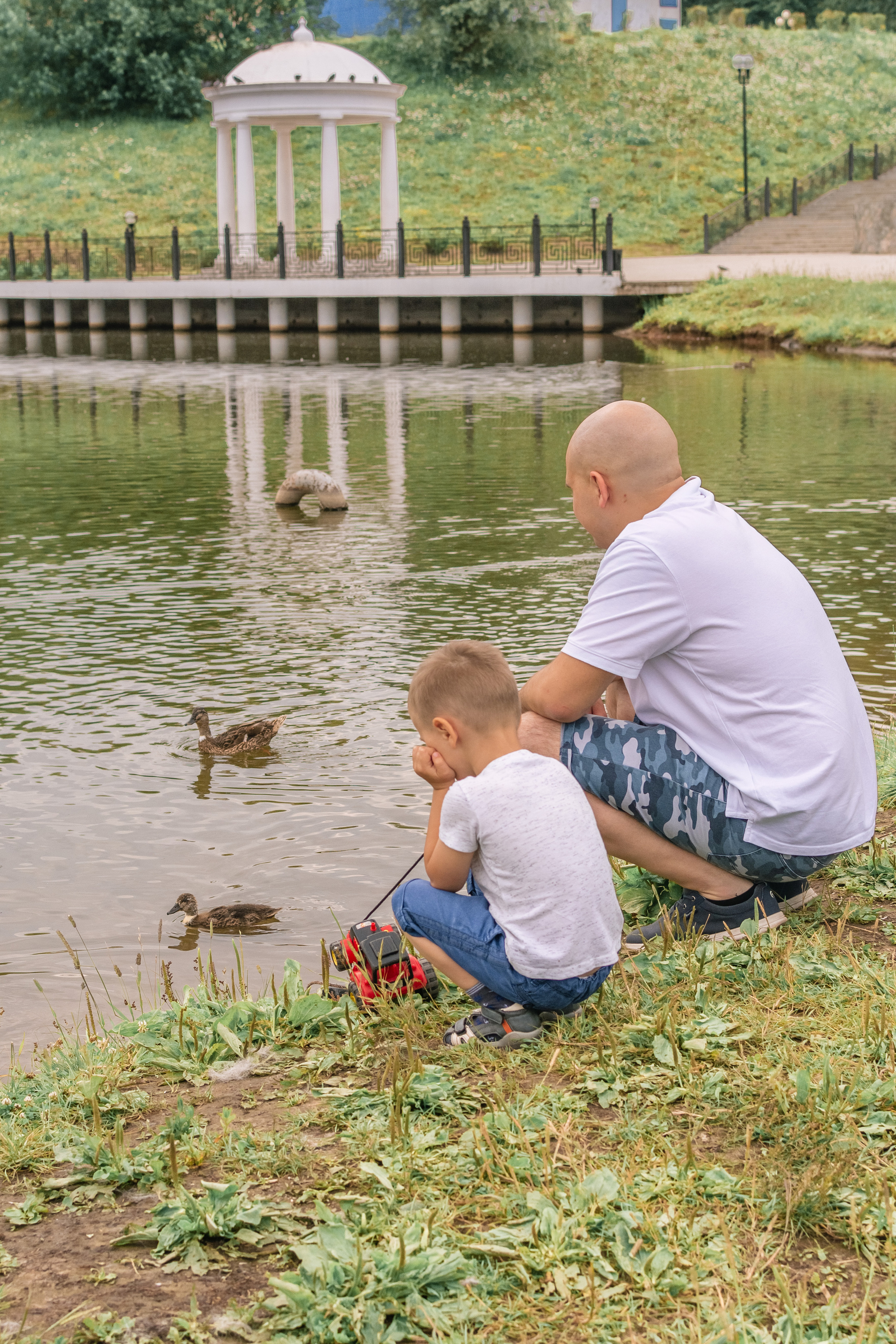 папа и сын кормят лебедей