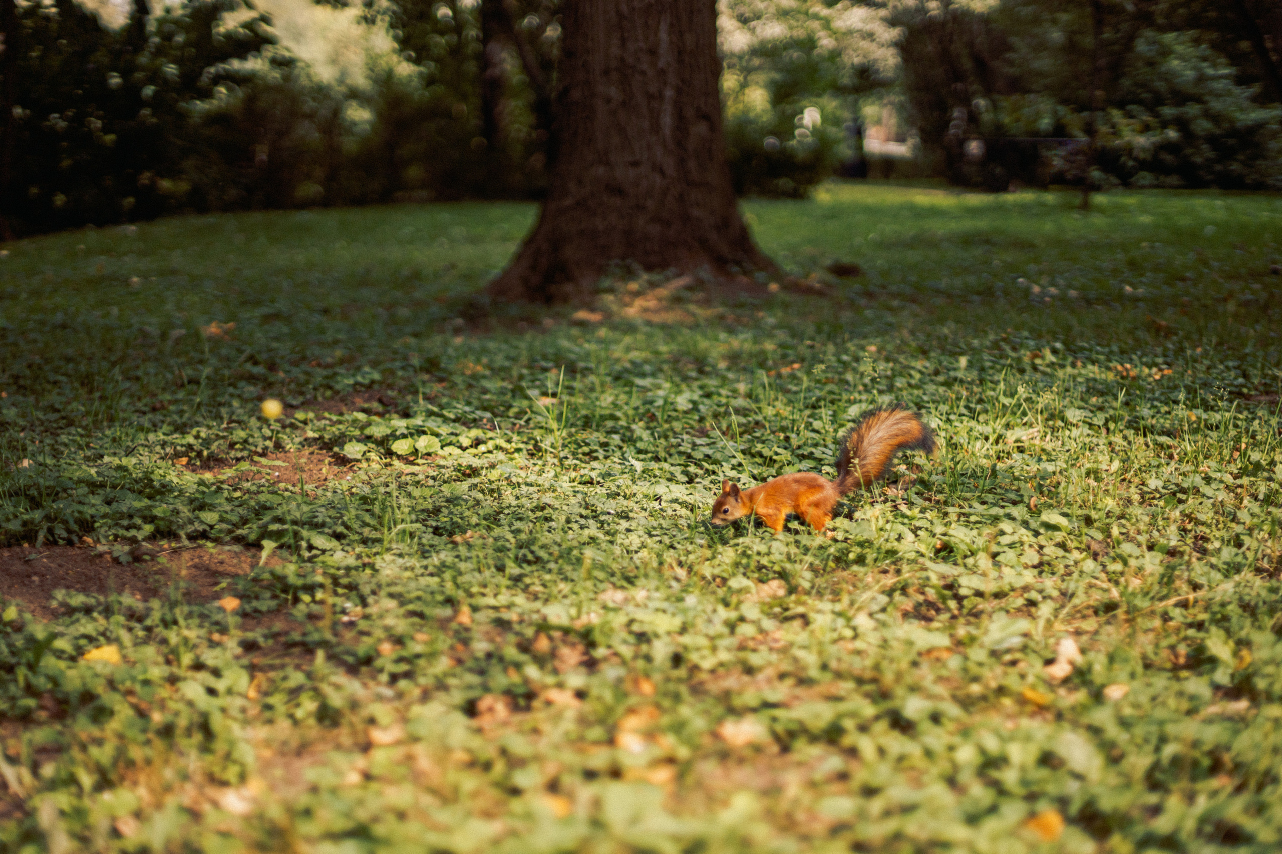 Семейный пикник в Измайлово