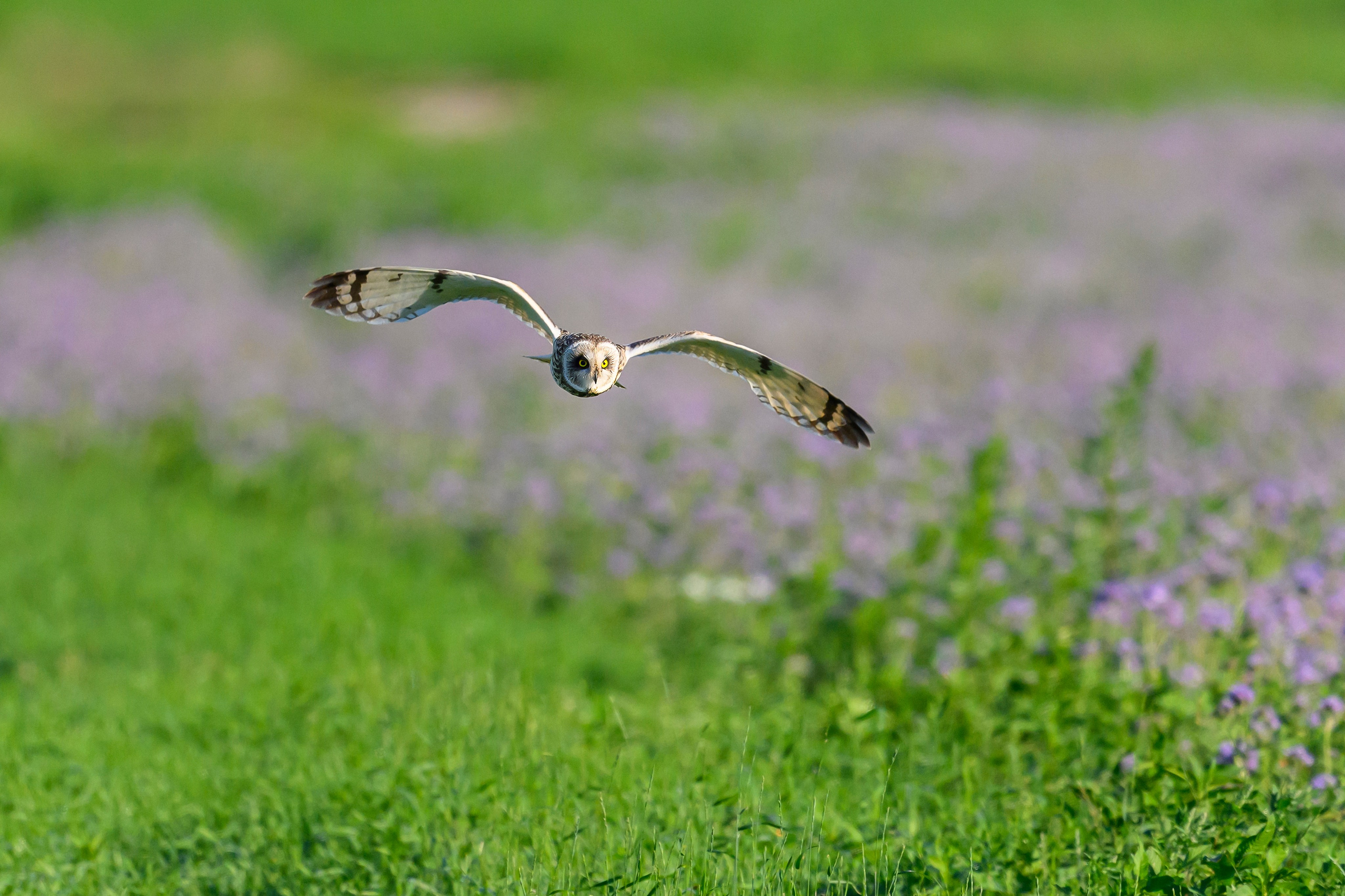 Охота совы. Фотограф Сергей Пупонин