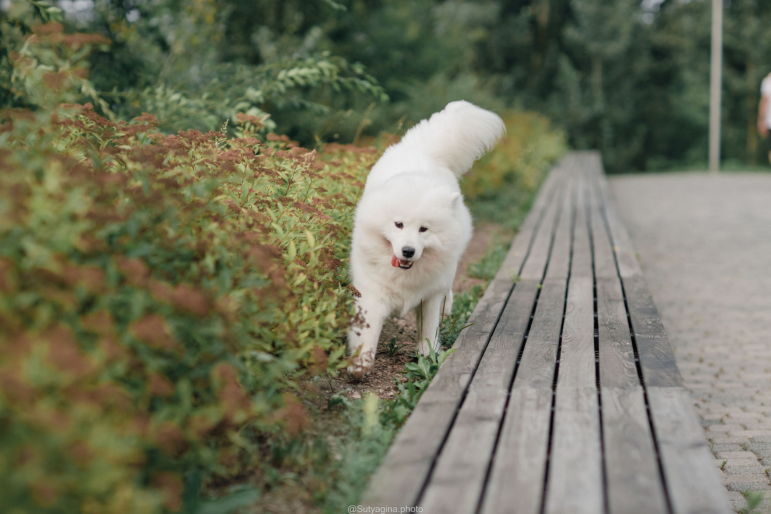 Самоед Рея. Свадебный и женский фотограф