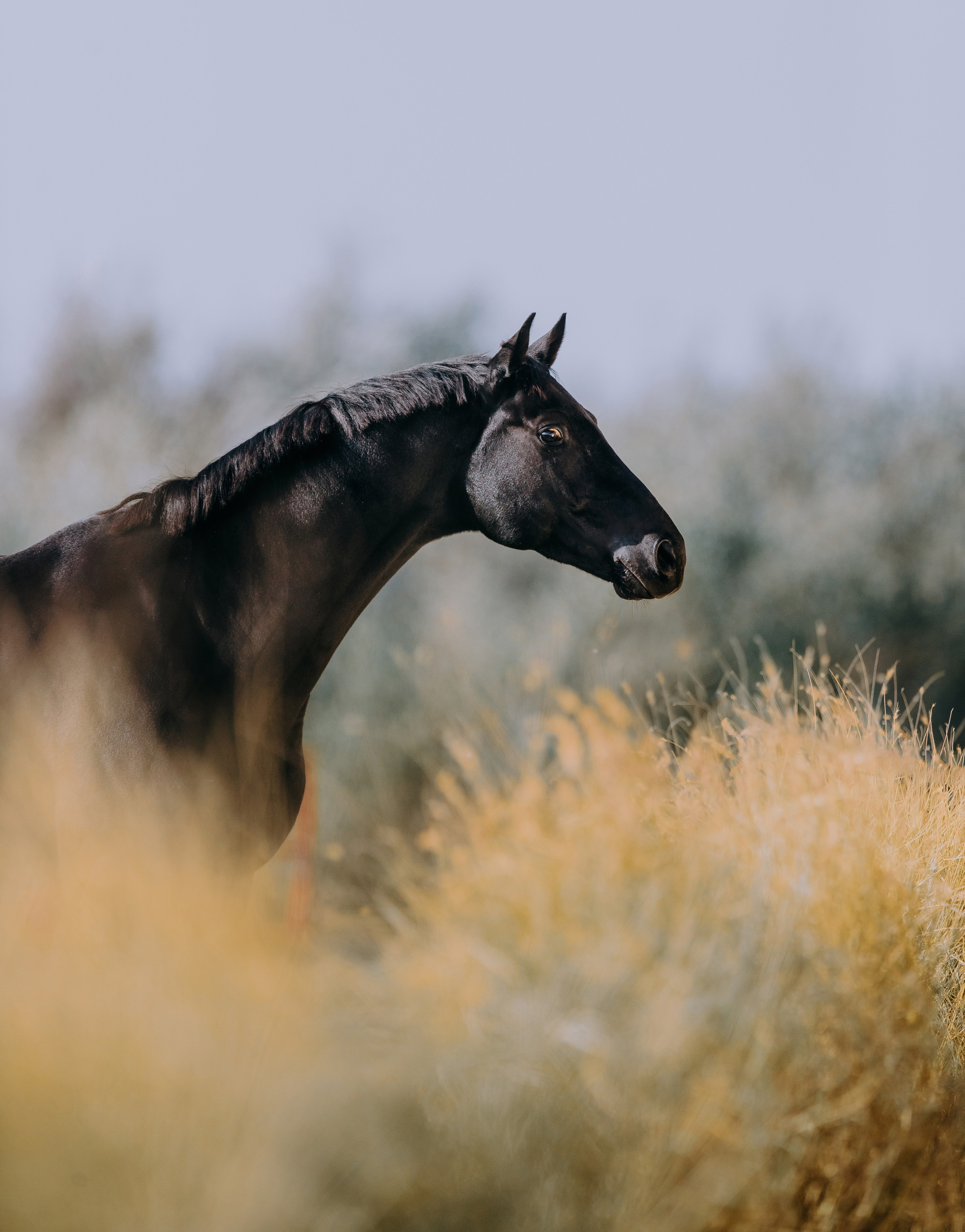 Разное. Фотограф-анималист Ксендзова Кристина